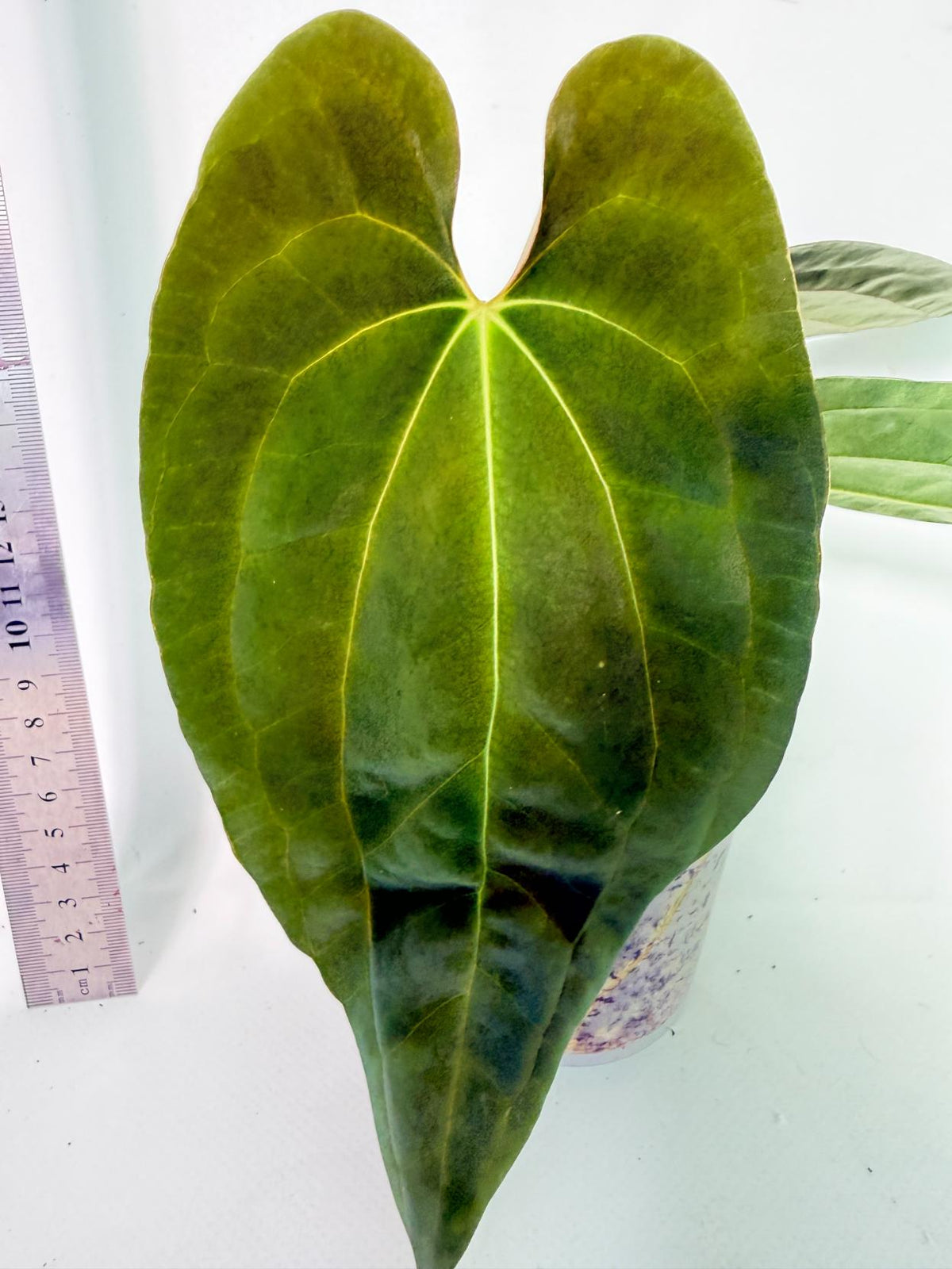 Anthurium Black Magic 3