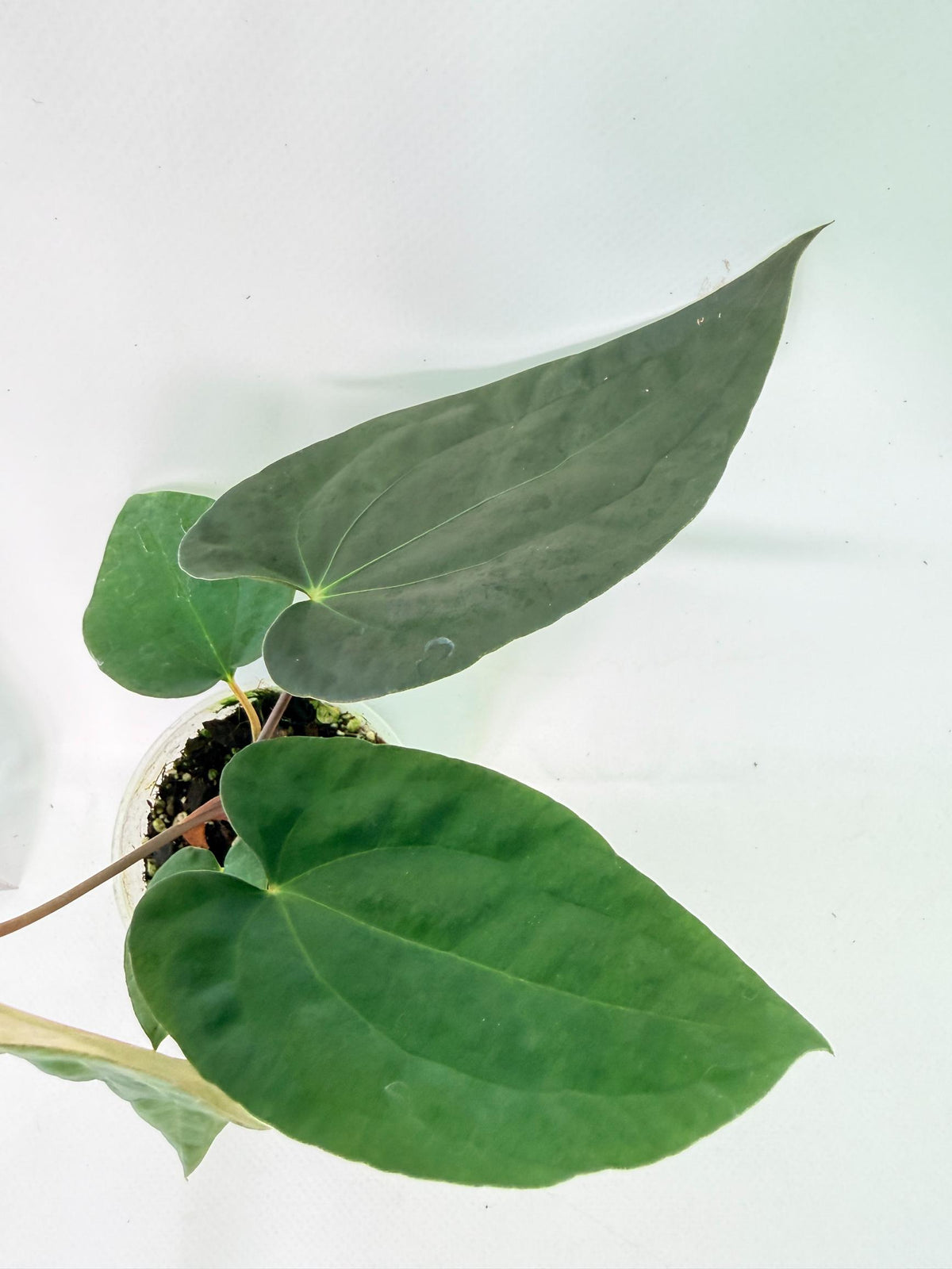 Anthurium Black Magic 5