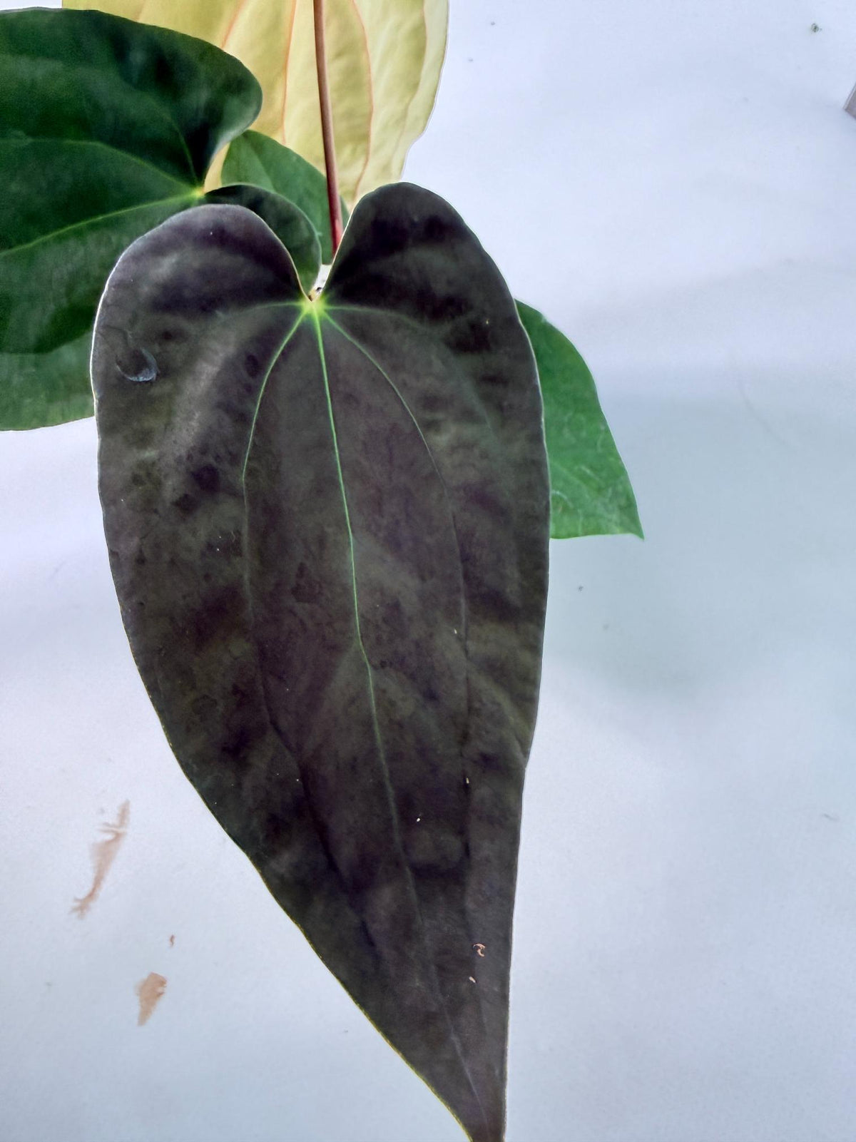 Anthurium Black Magic 6