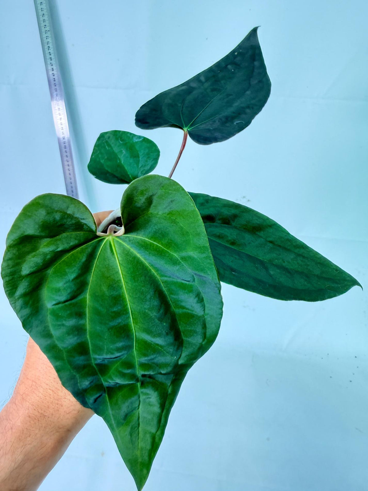 Anthurium Black Magic 2