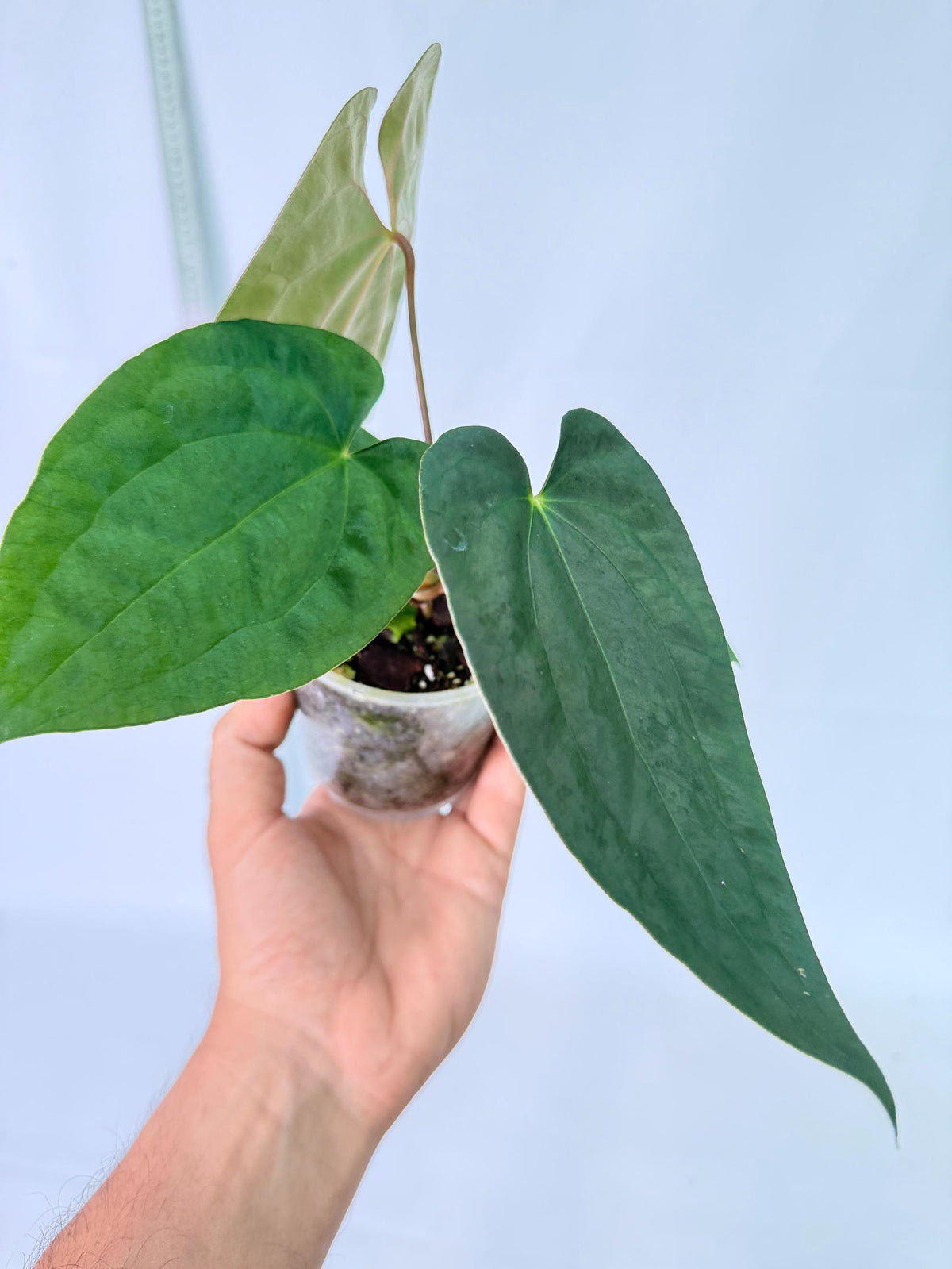 Anthurium Black Magic 7