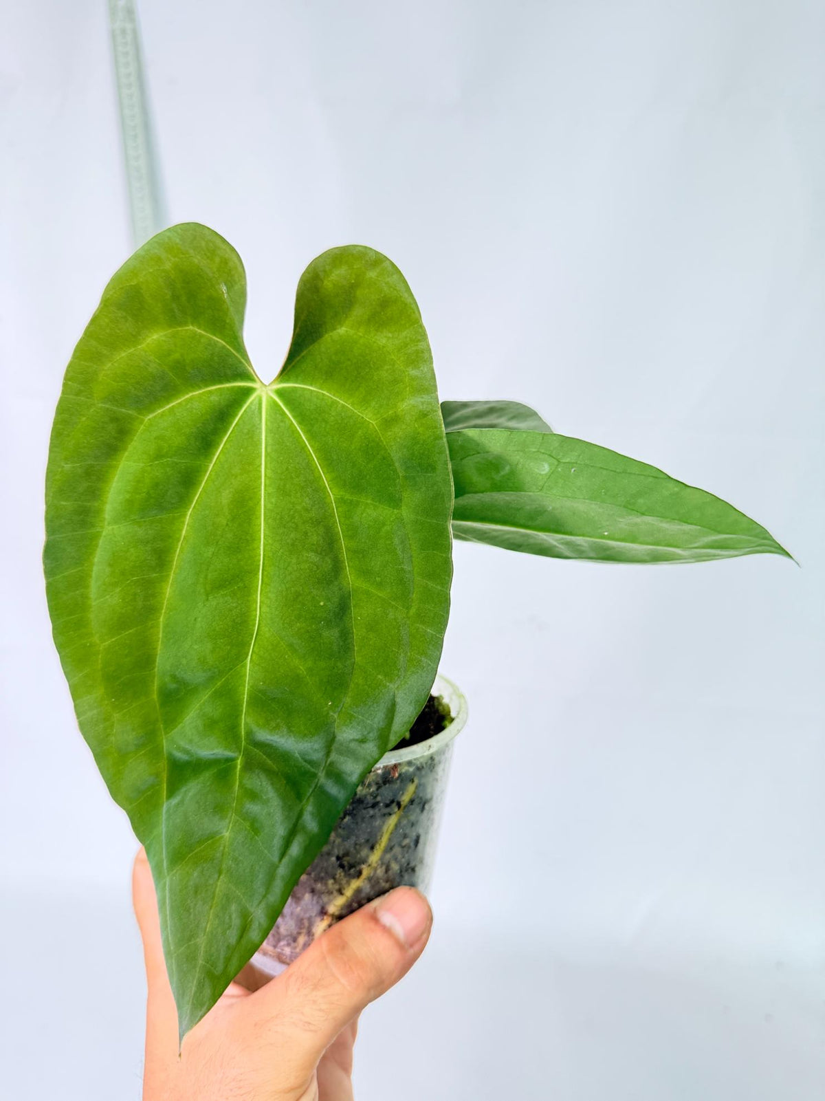 Anthurium Black Magic 8