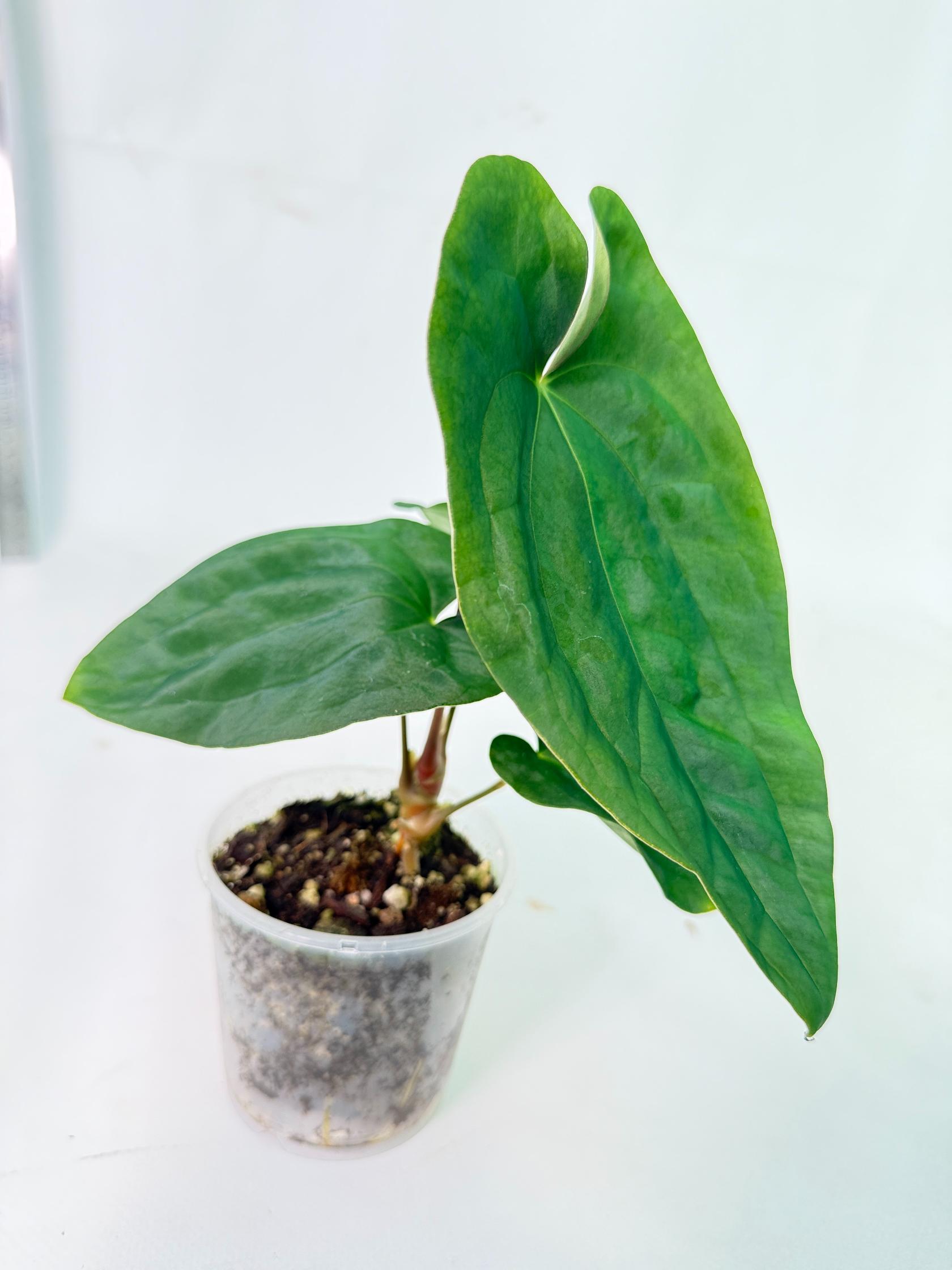 Anthurium Black Magic 2
