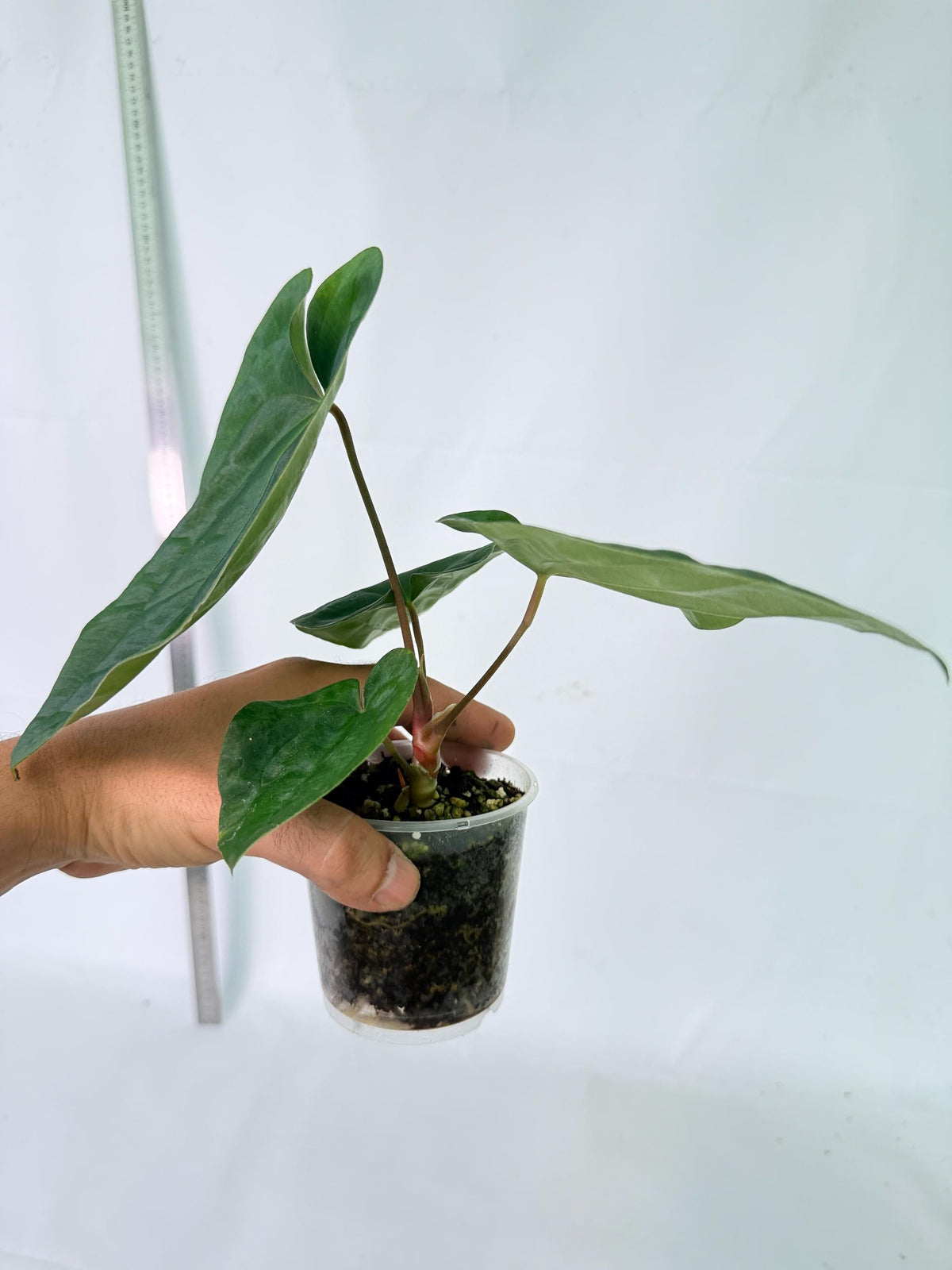 Anthurium Black Magic 9