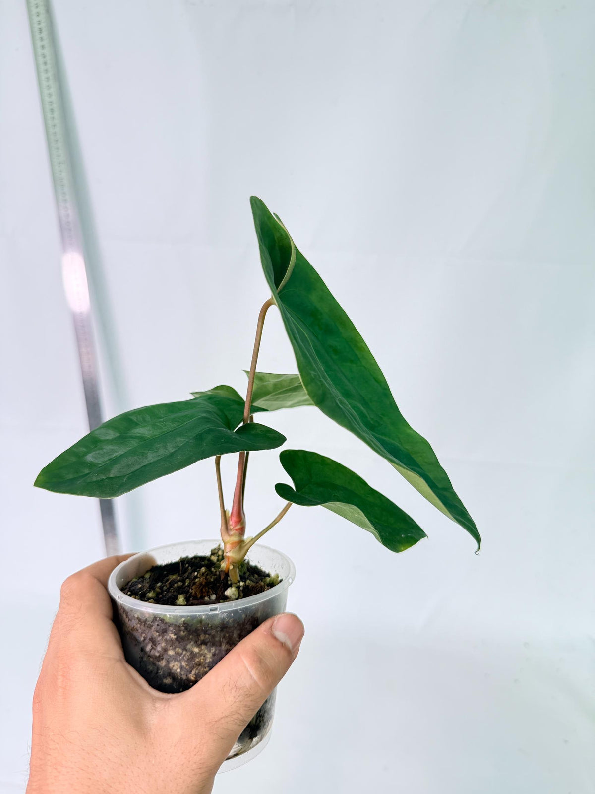 Anthurium Black Magic 10