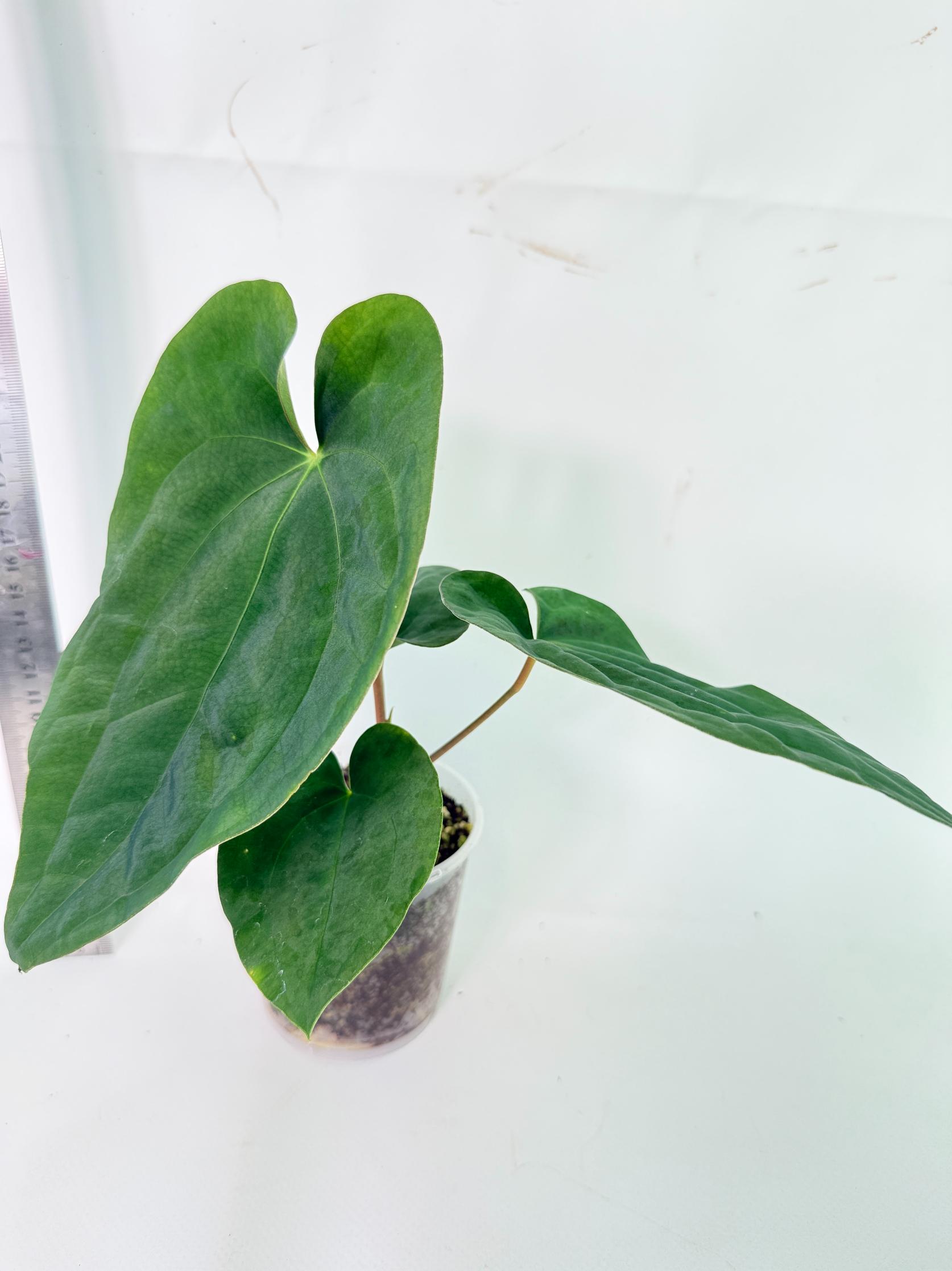 Anthurium Black Magic 4