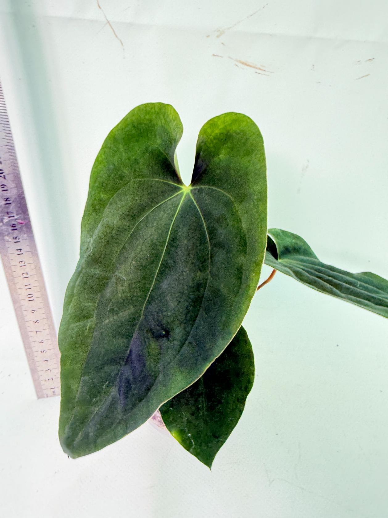 Anthurium Black Magic 1