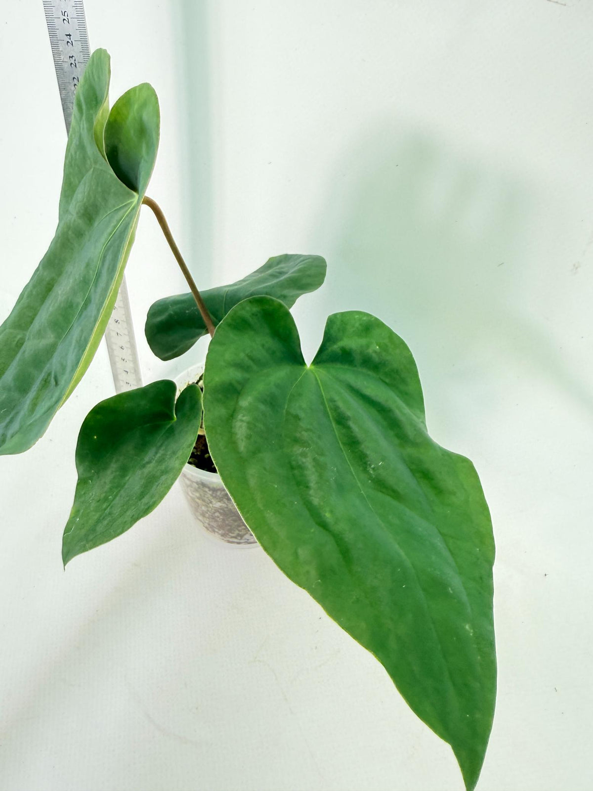 Anthurium Black Magic 5