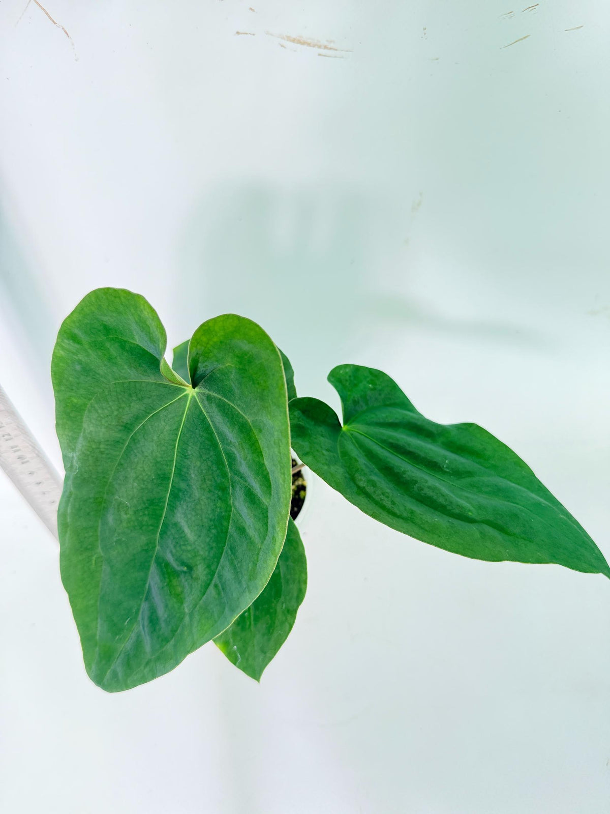 Anthurium Black Magic 6