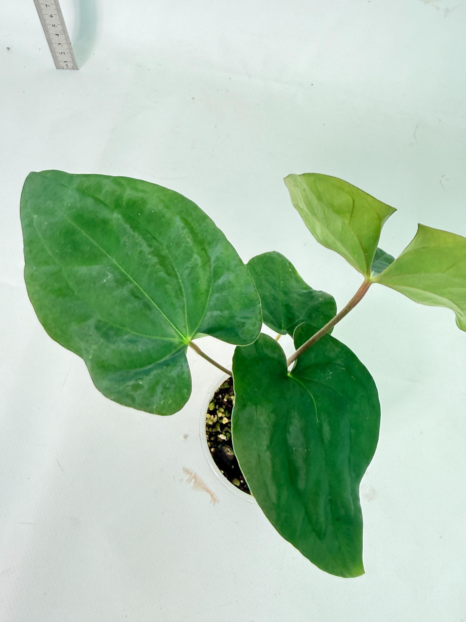 Anthurium Black Magic 3