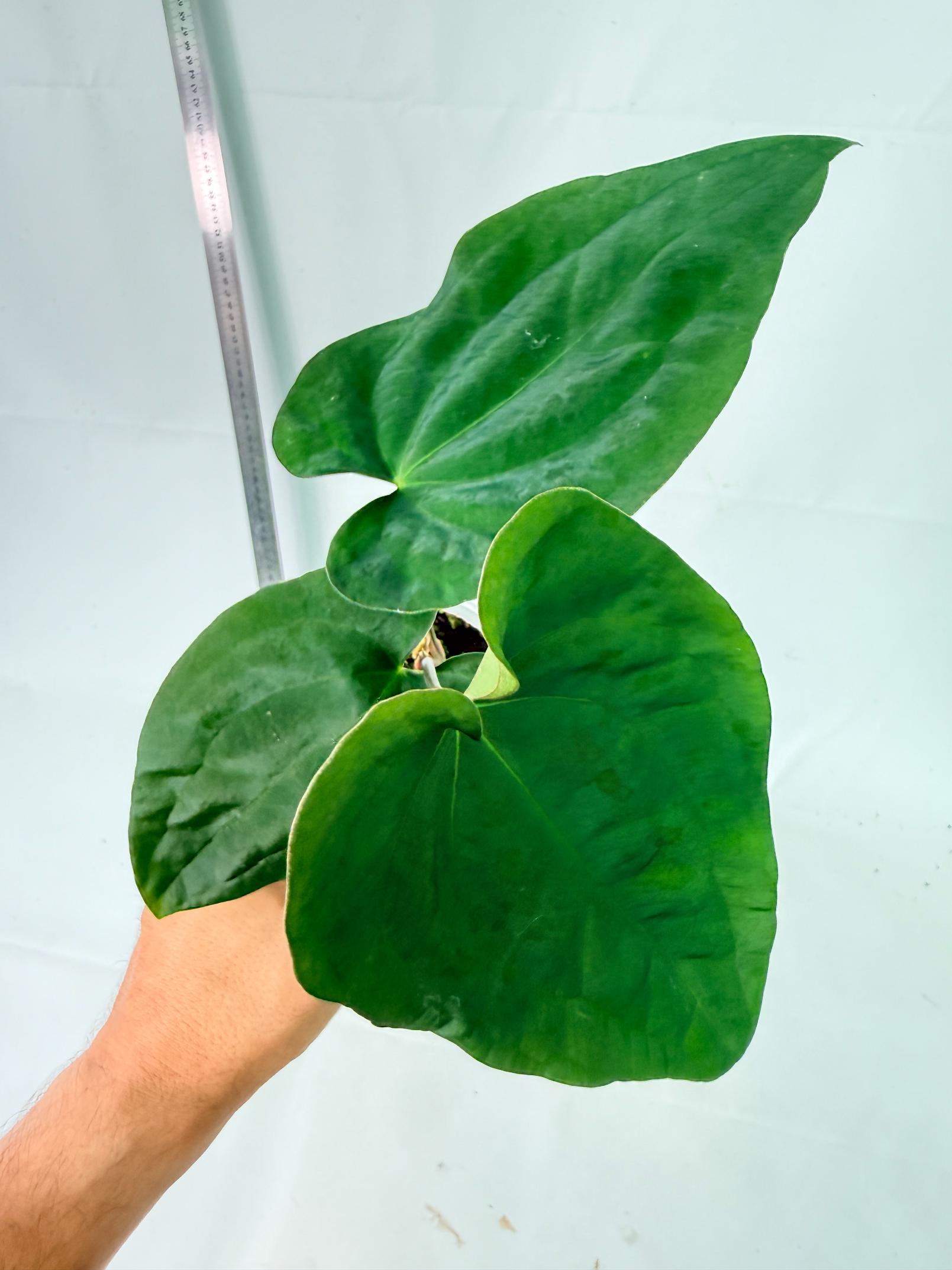 Anthurium Black Magic 7