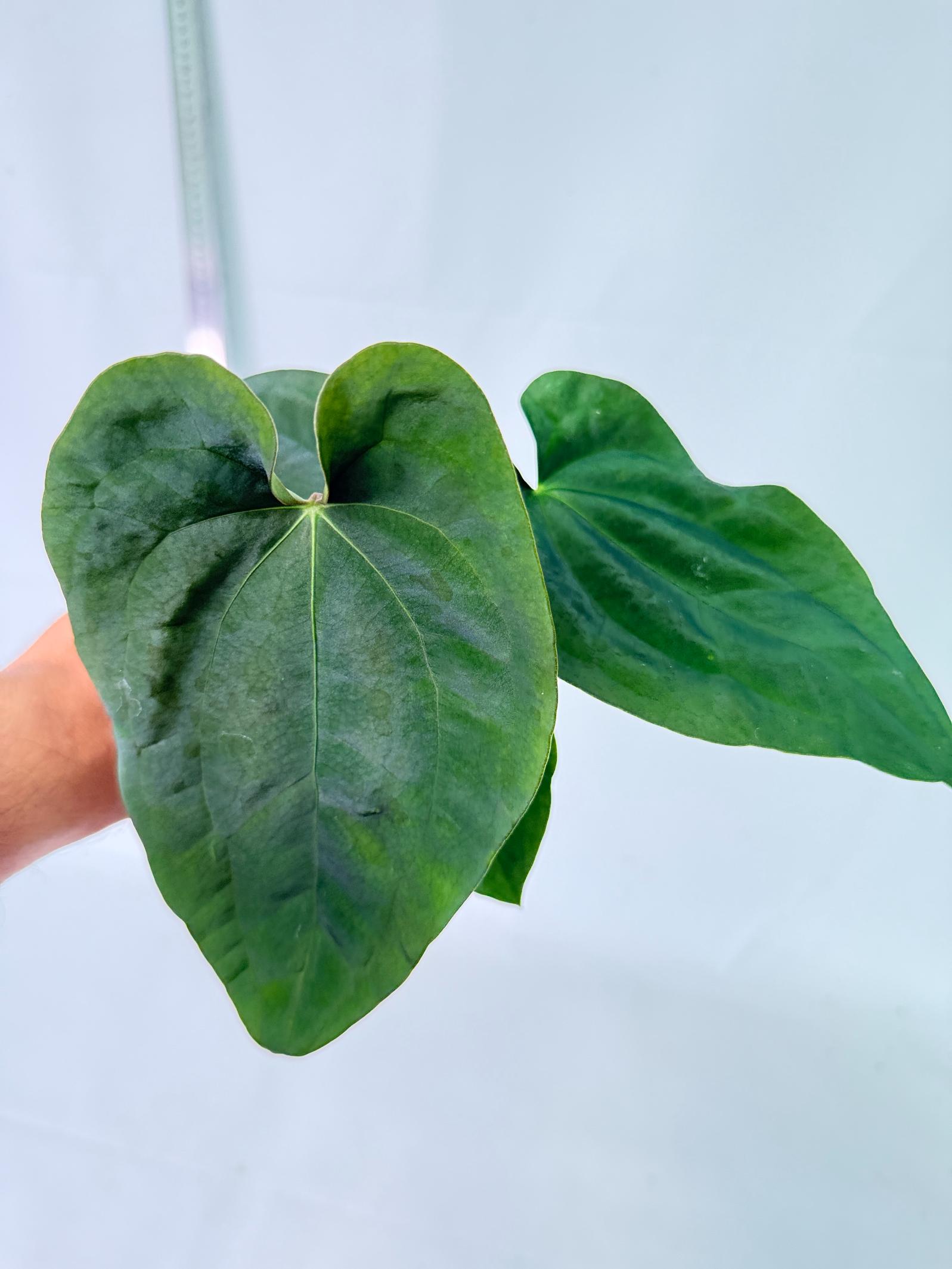 Anthurium Black Magic 8