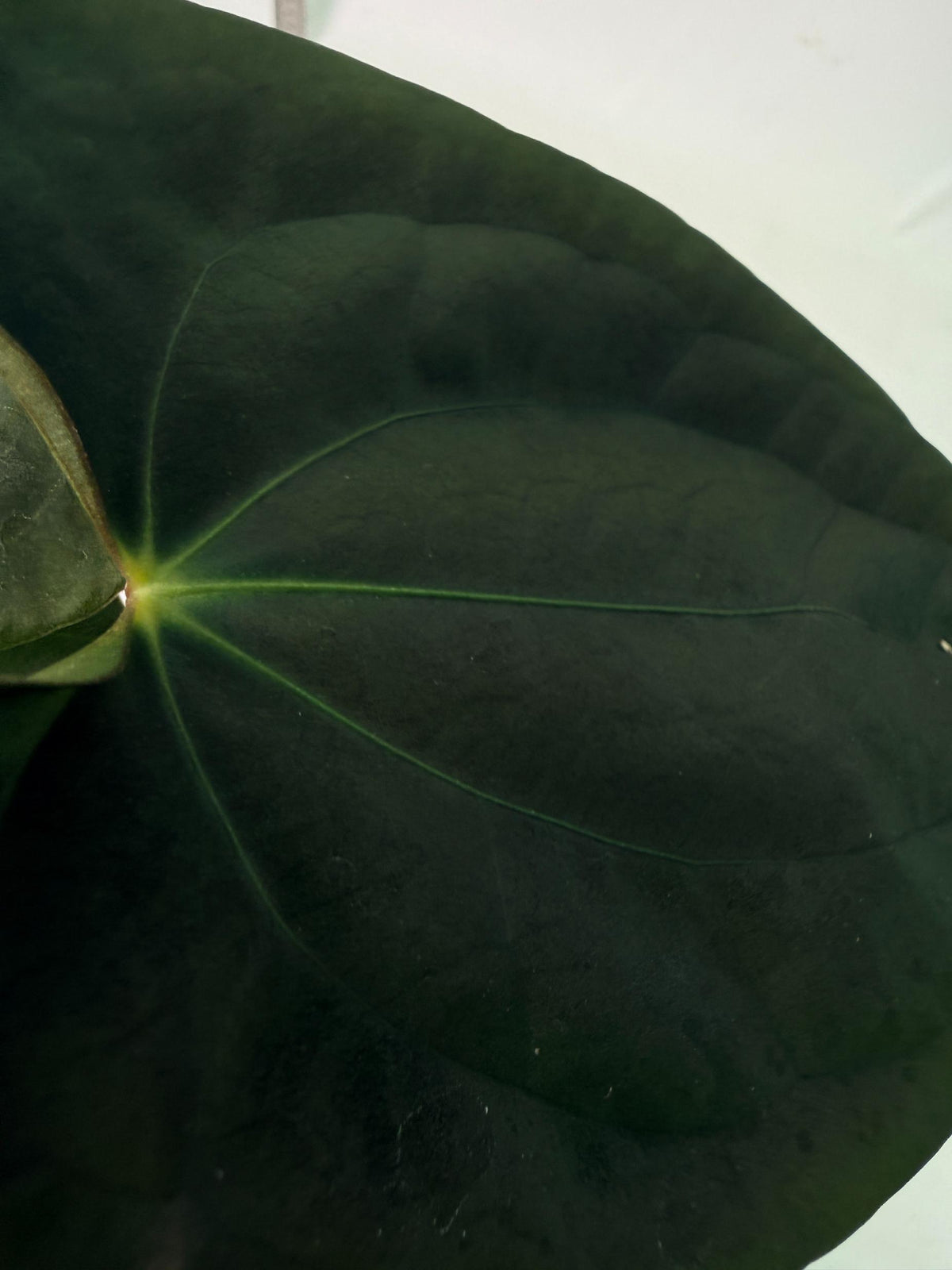 Anthurium Black Magic 2