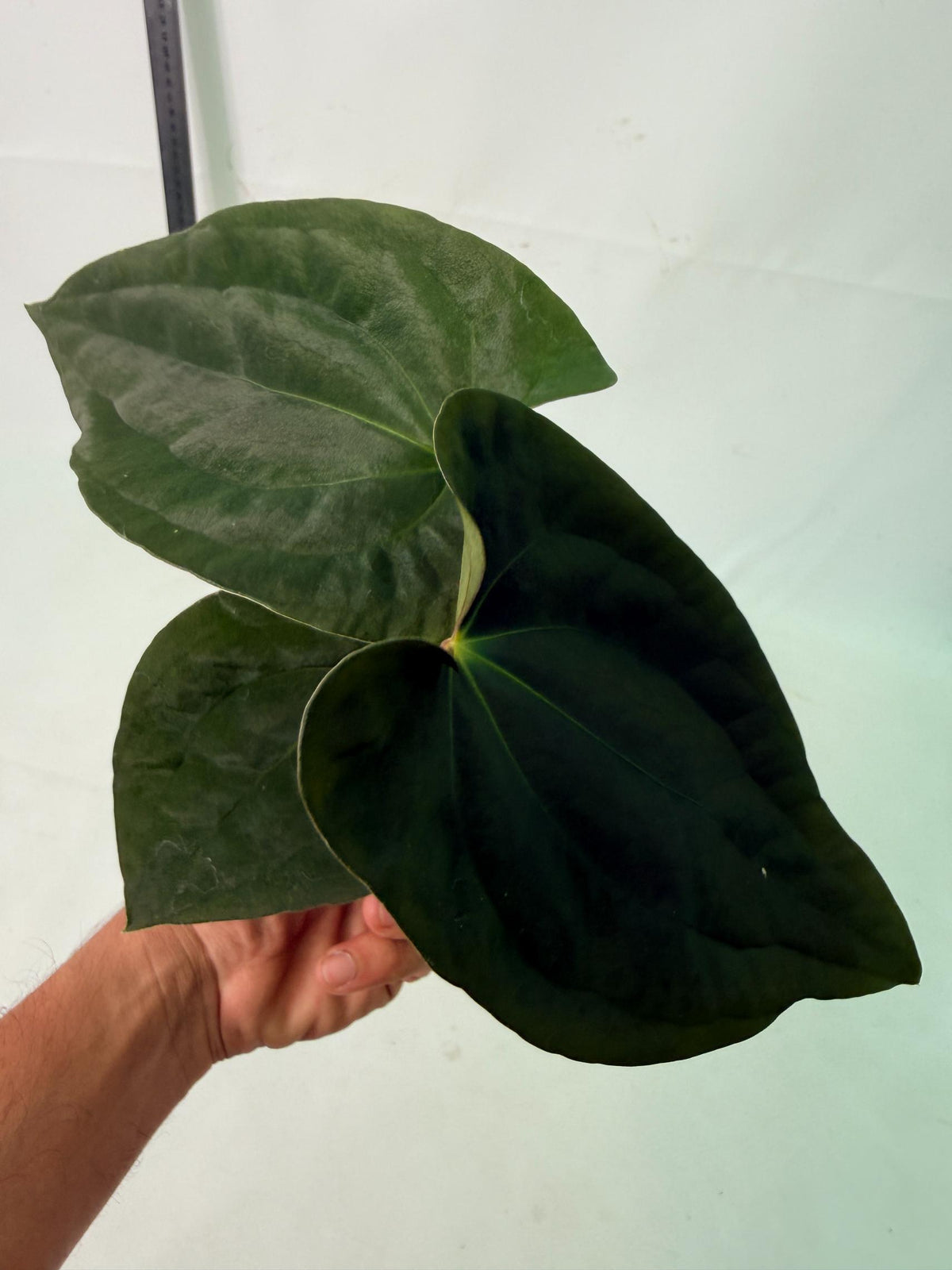 Anthurium Black Magic 9
