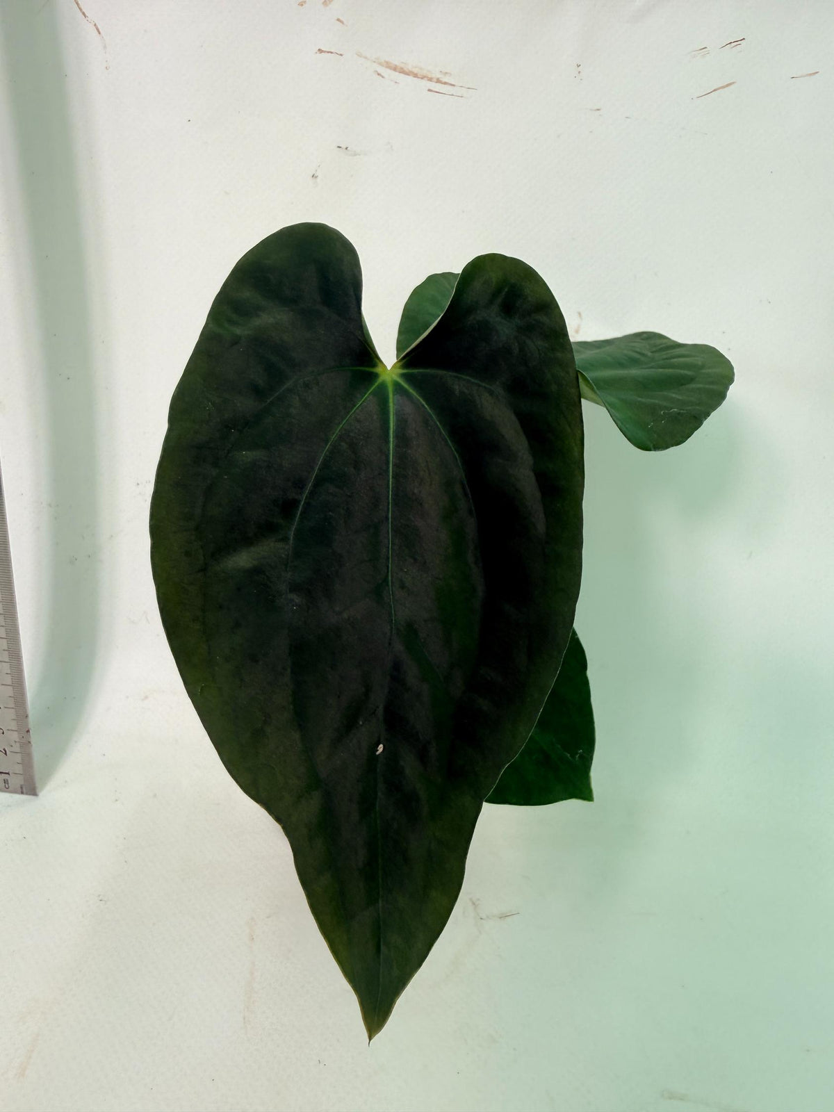 Anthurium Black Magic 3