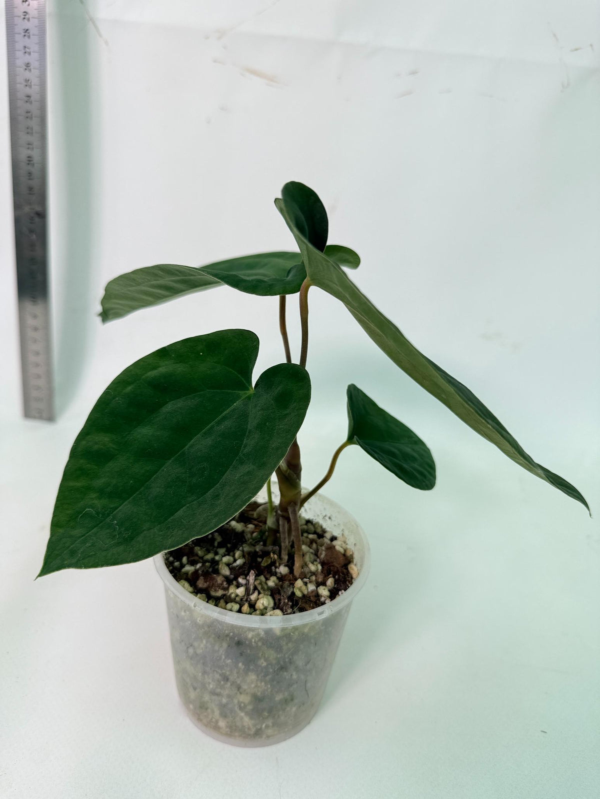 Anthurium Black Magic 4
