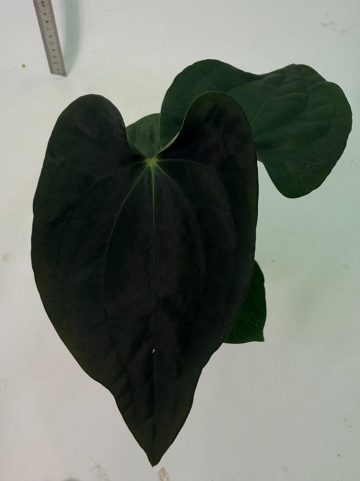 Anthurium Black Magic 5