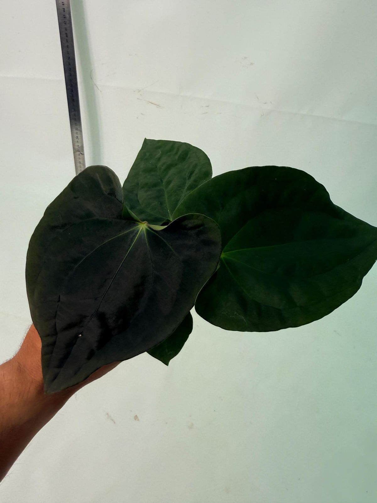 Anthurium Black Magic 6
