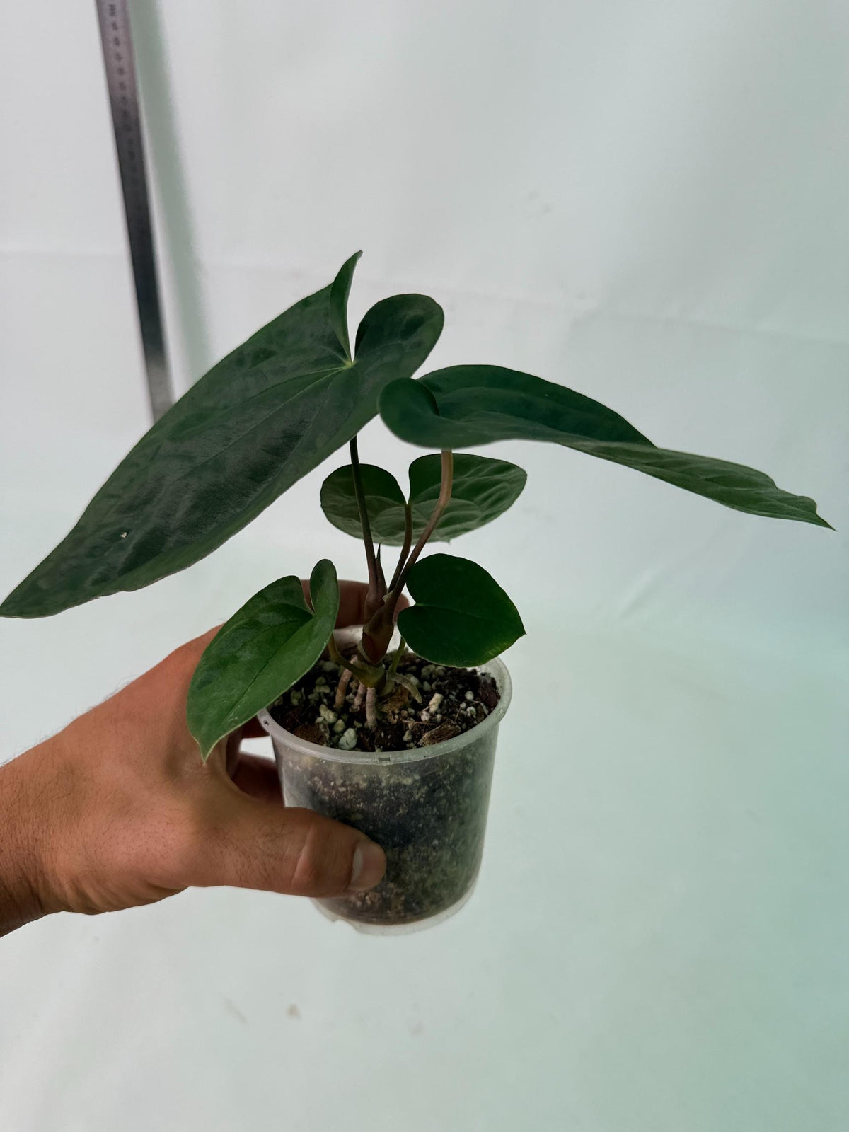 Anthurium Black Magic 7