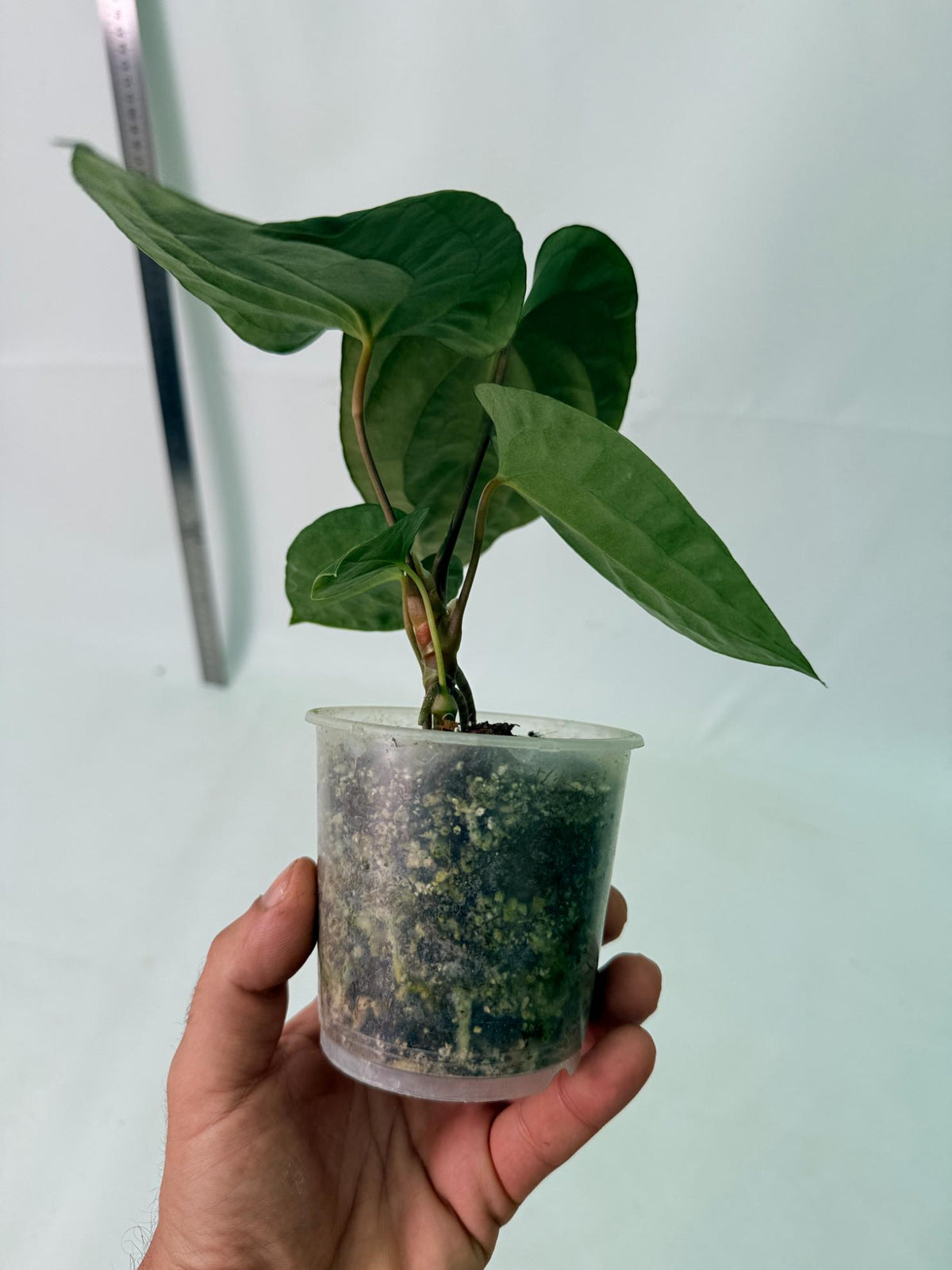 Anthurium Black Magic 8