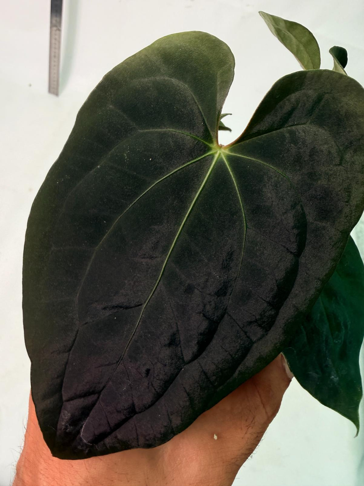 Anthurium Black Magic 1