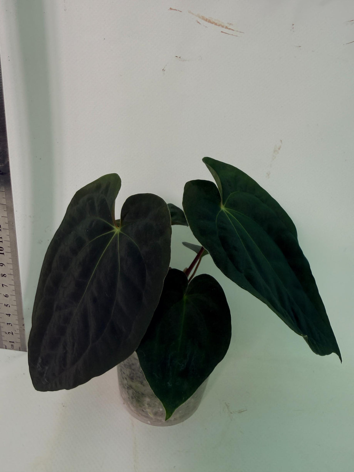Anthurium Black Magic 3