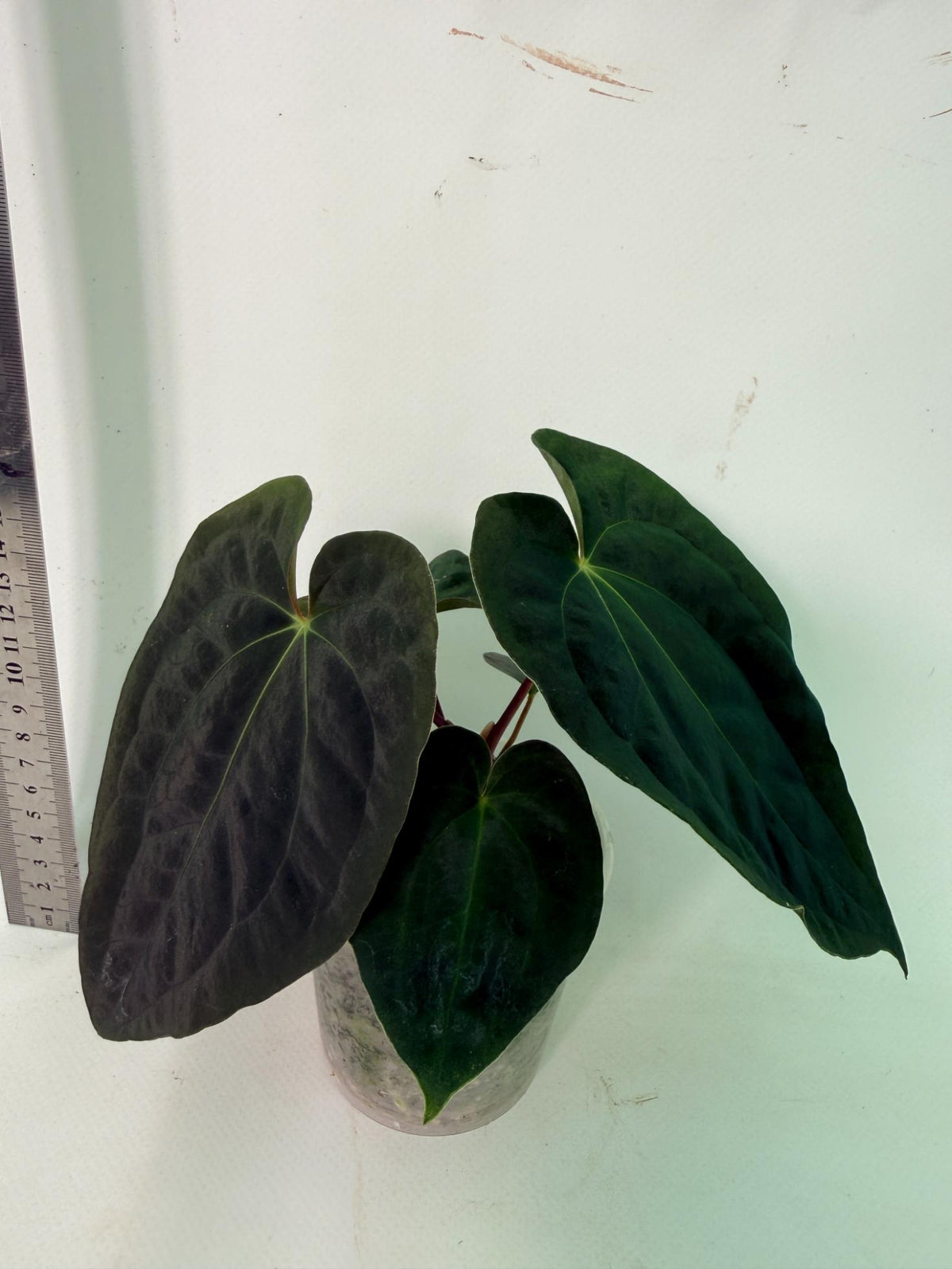Anthurium Black Magic 4