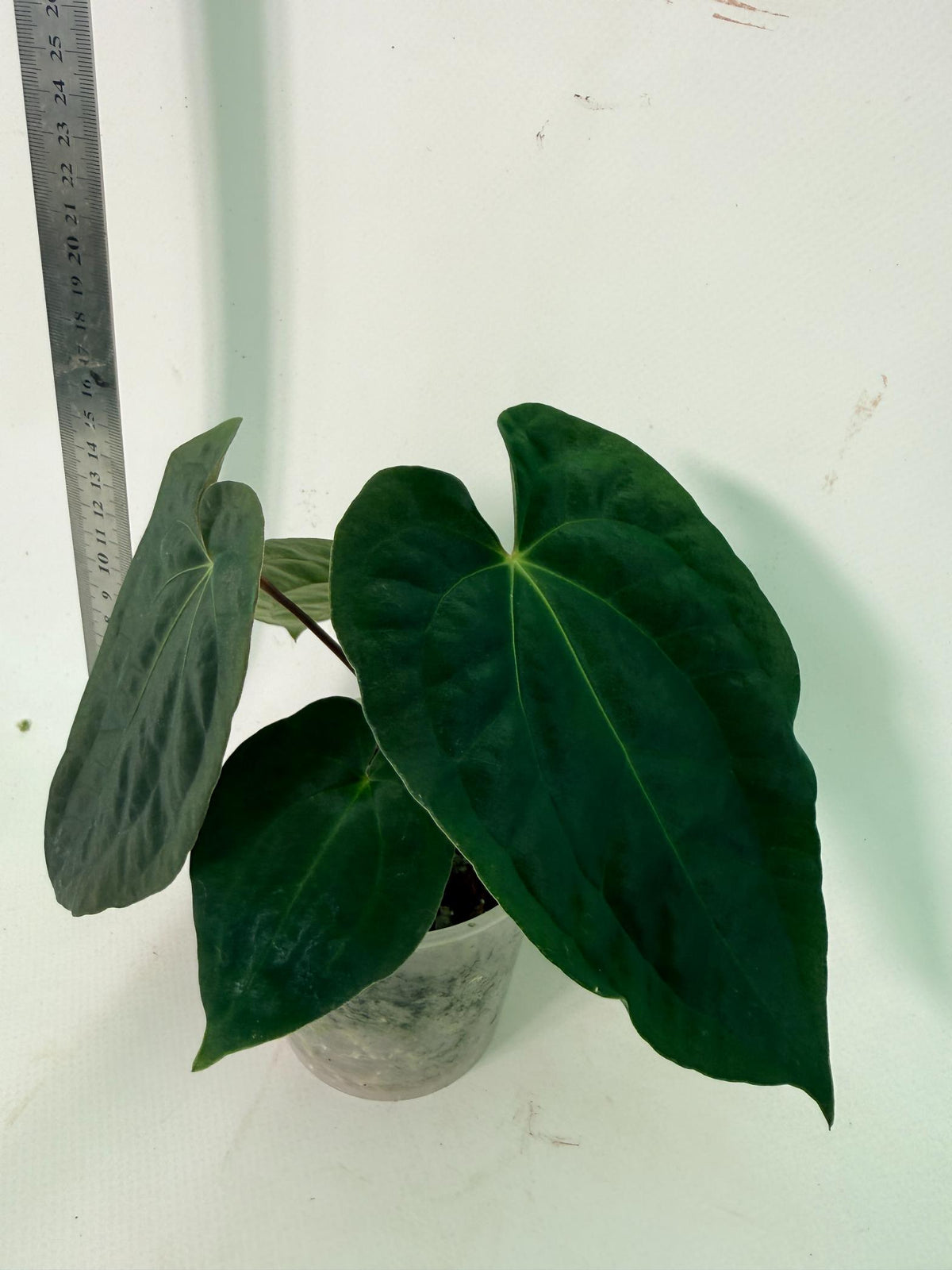 Anthurium Black Magic 5