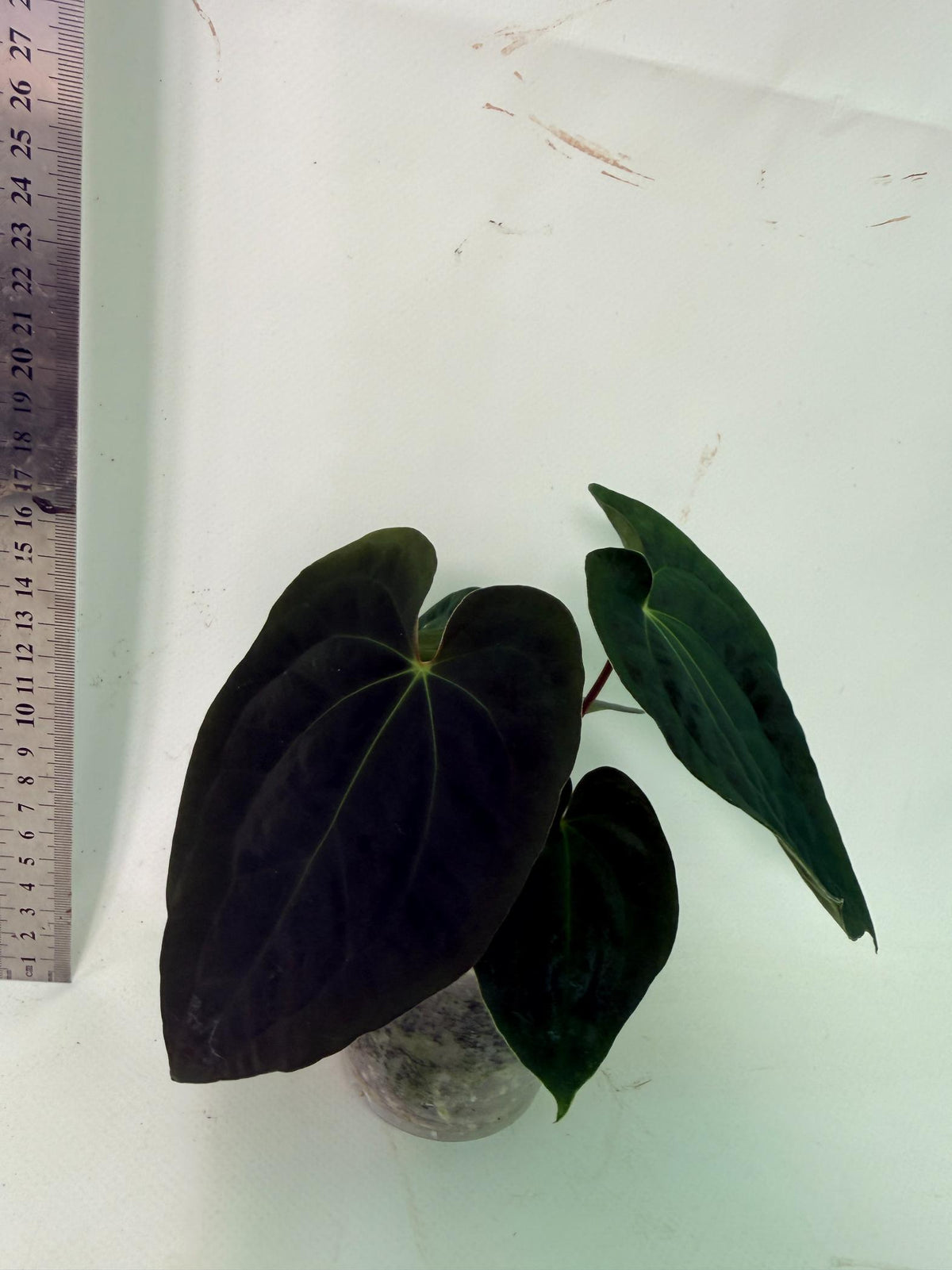 Anthurium Black Magic 6