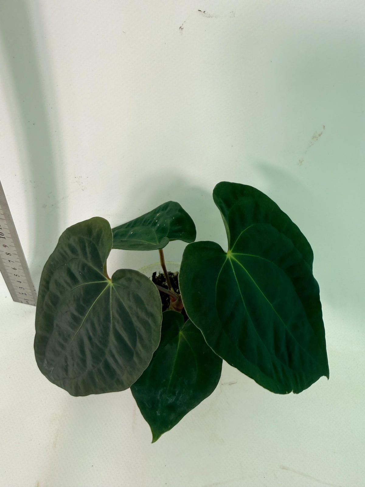 Anthurium Black Magic 7