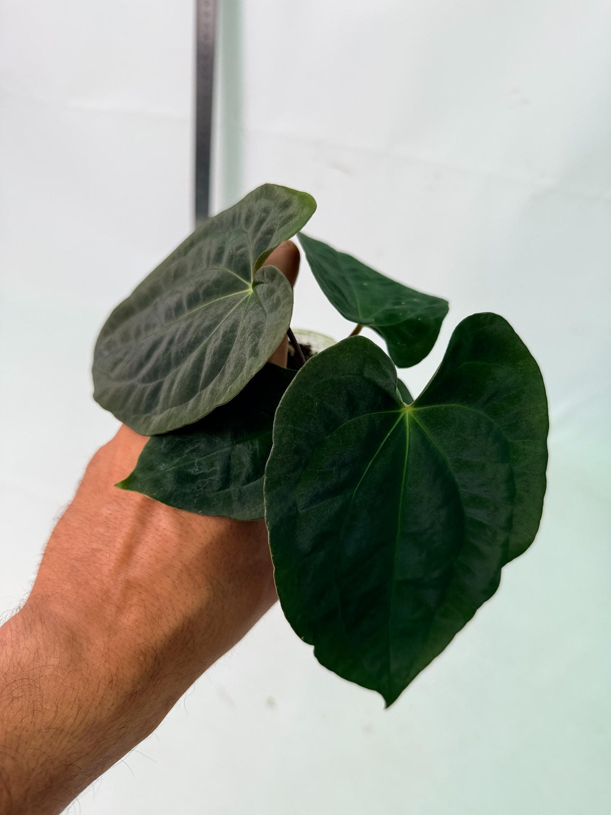 Anthurium Black Magic 8