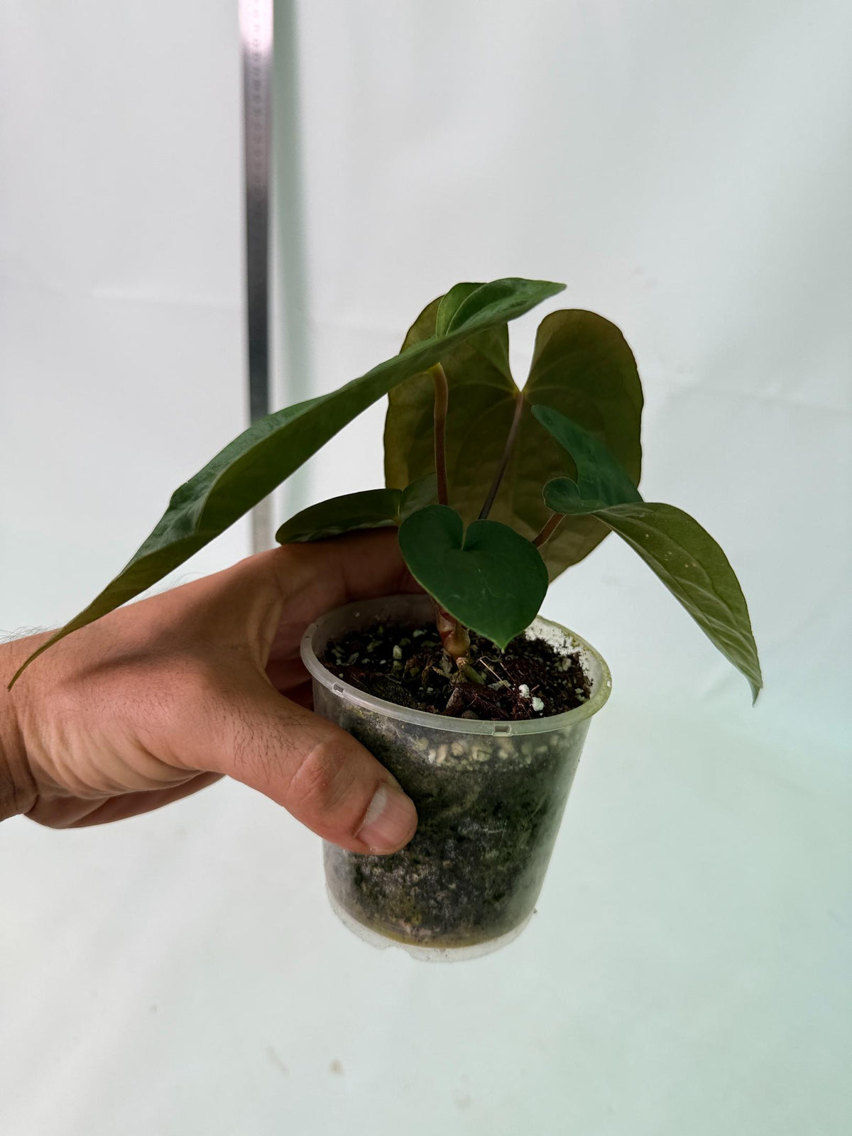 Anthurium Black Magic 9