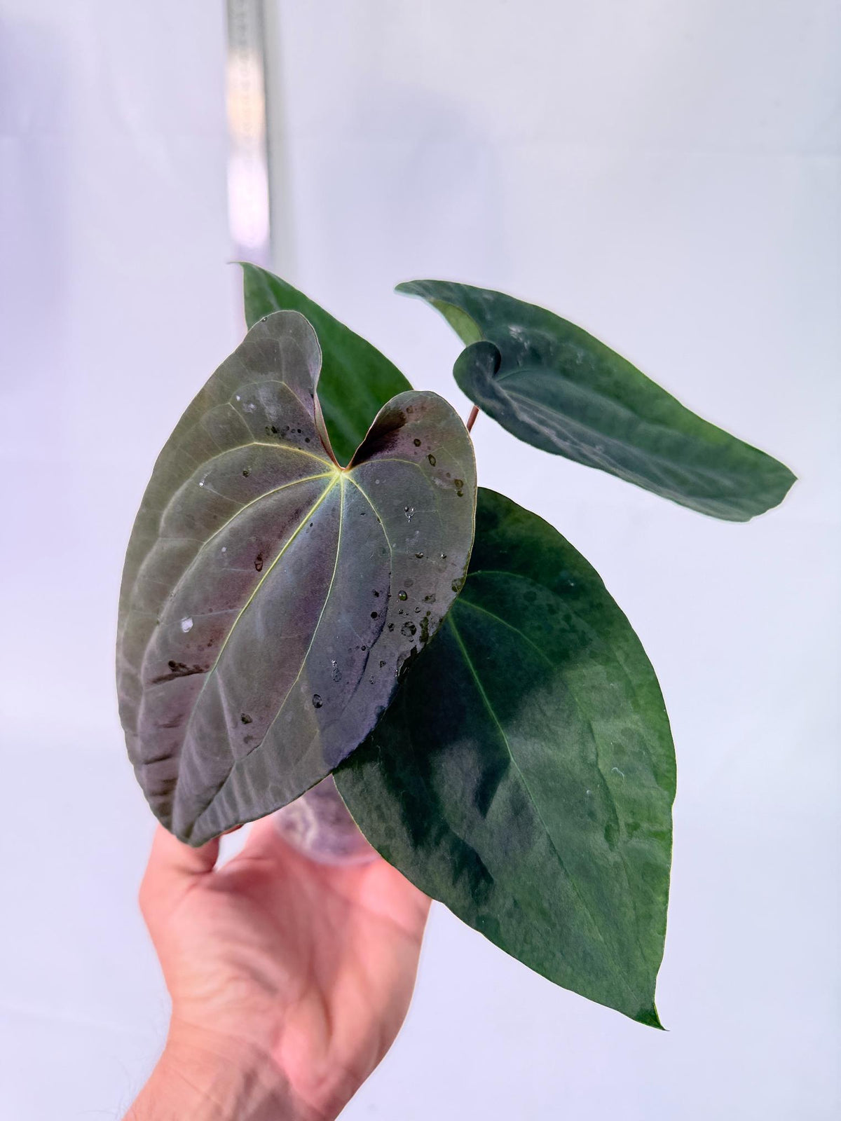 Anthurium Black Magic 2