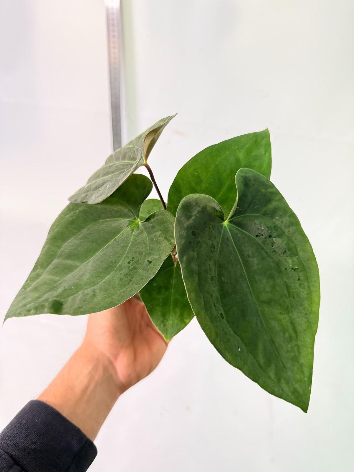 Anthurium Black Magic 3