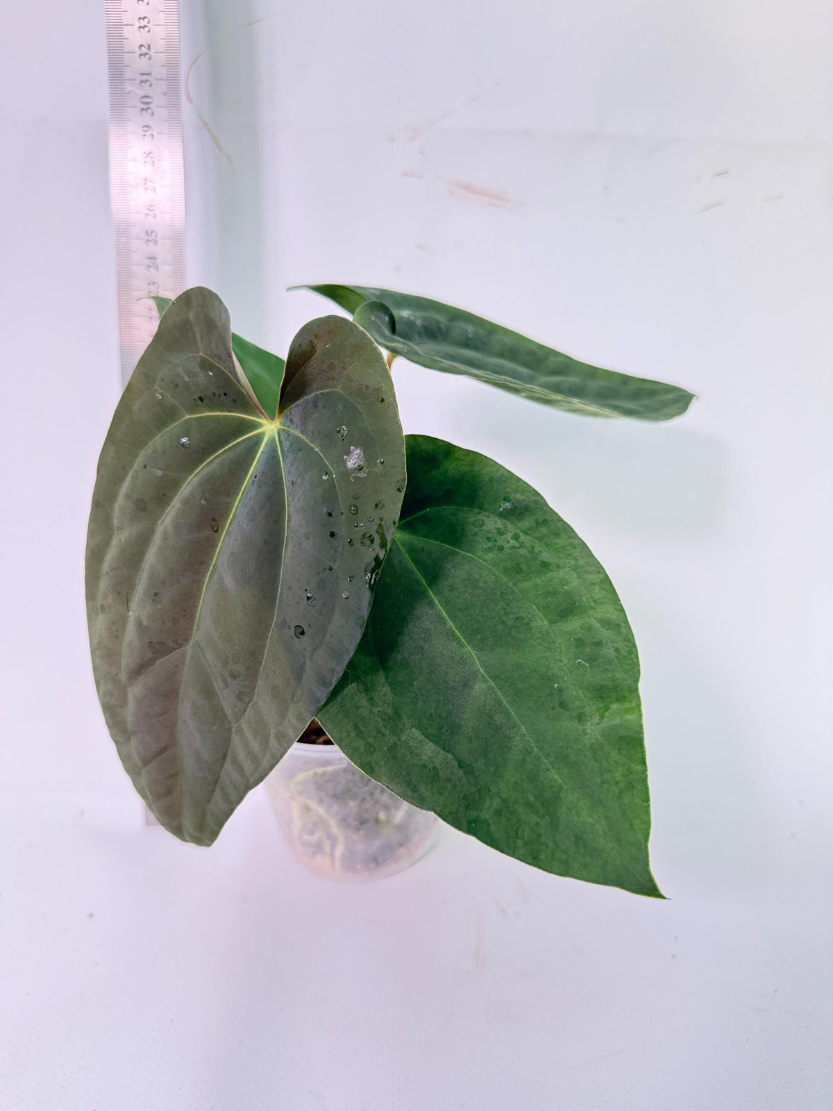 Anthurium Black Magic 1