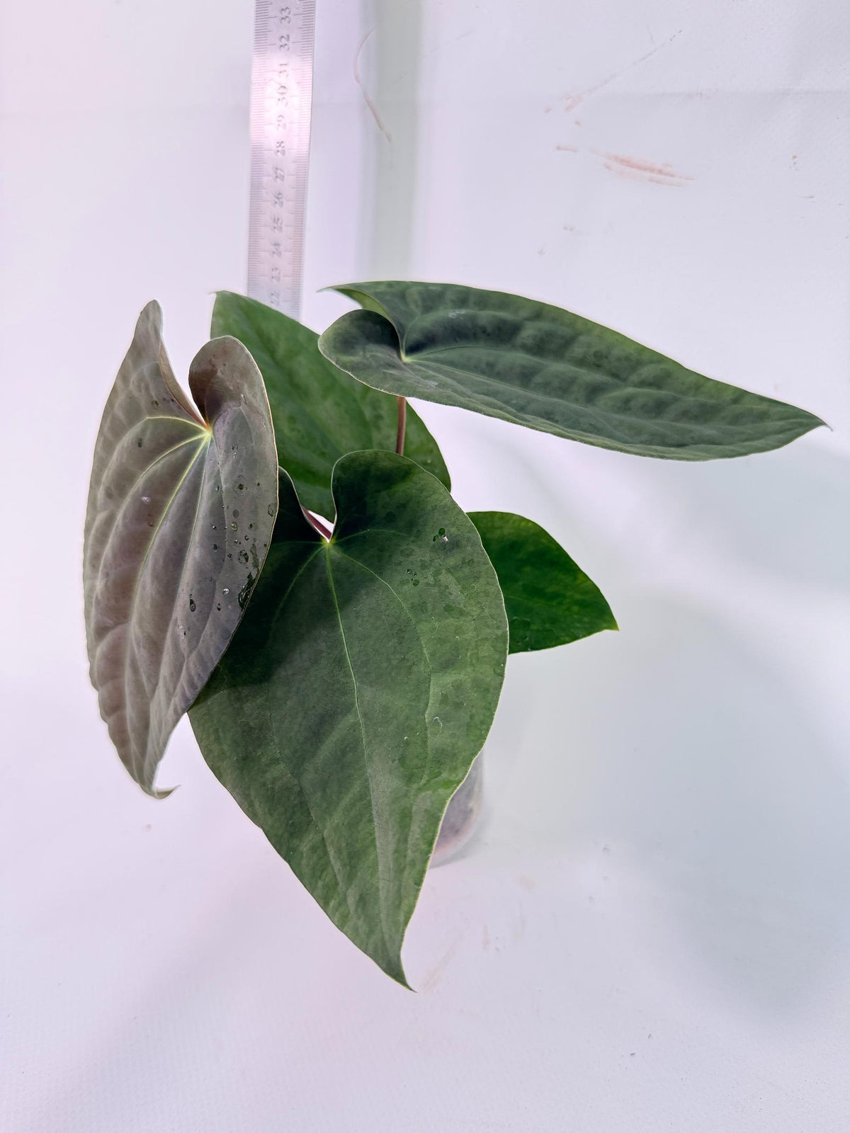 Anthurium Black Magic 5