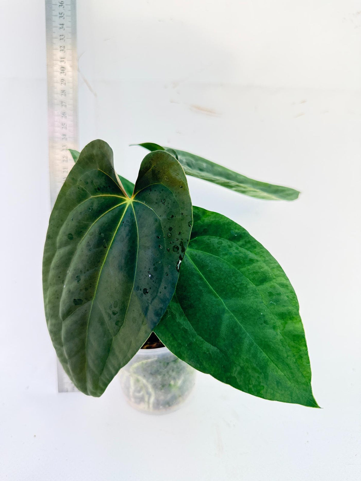 Anthurium Black Magic 4