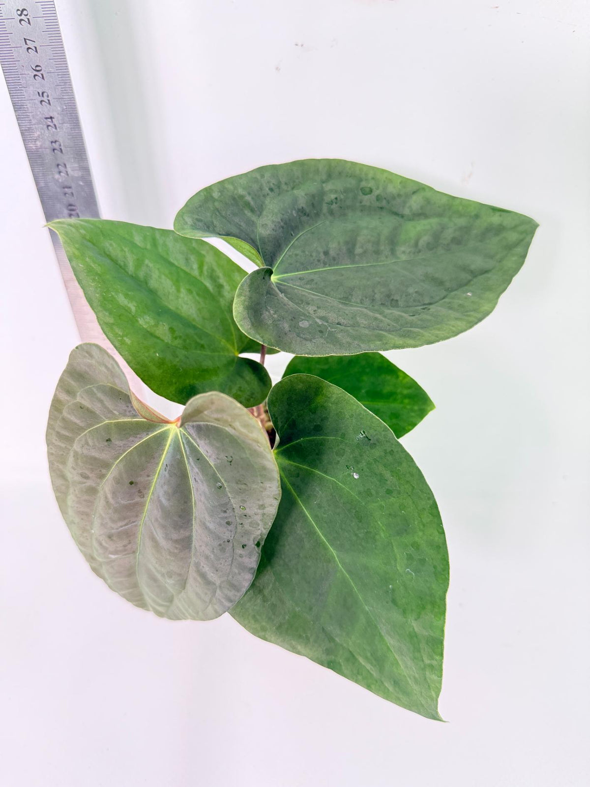 Anthurium Black Magic 6