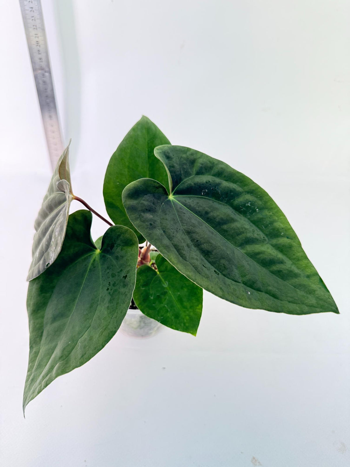 Anthurium Black Magic 7