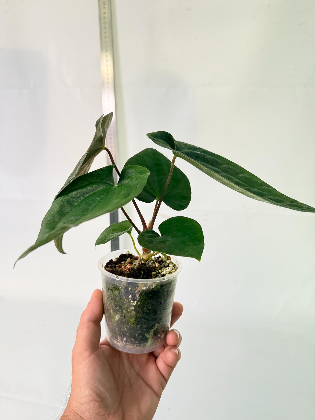 Anthurium Black Magic 8