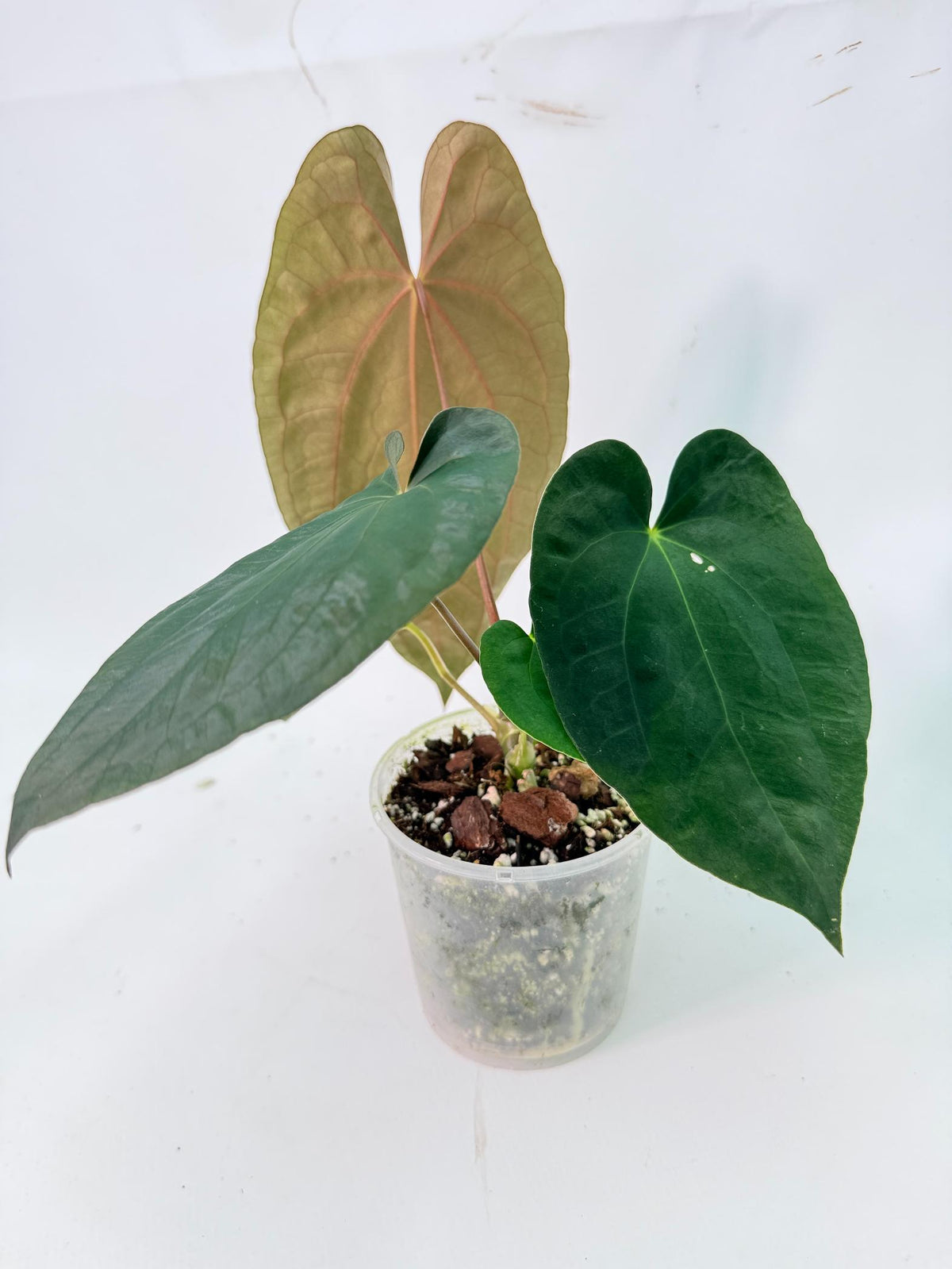 Anthurium Black Magic 02