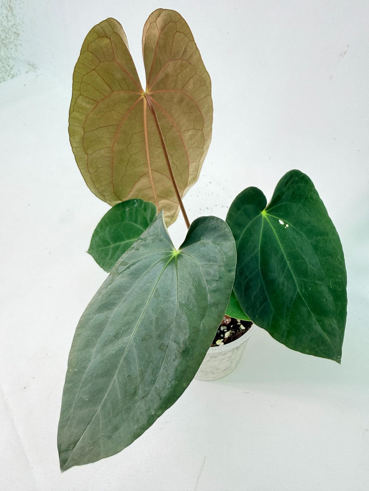 Anthurium Black Magic 01
