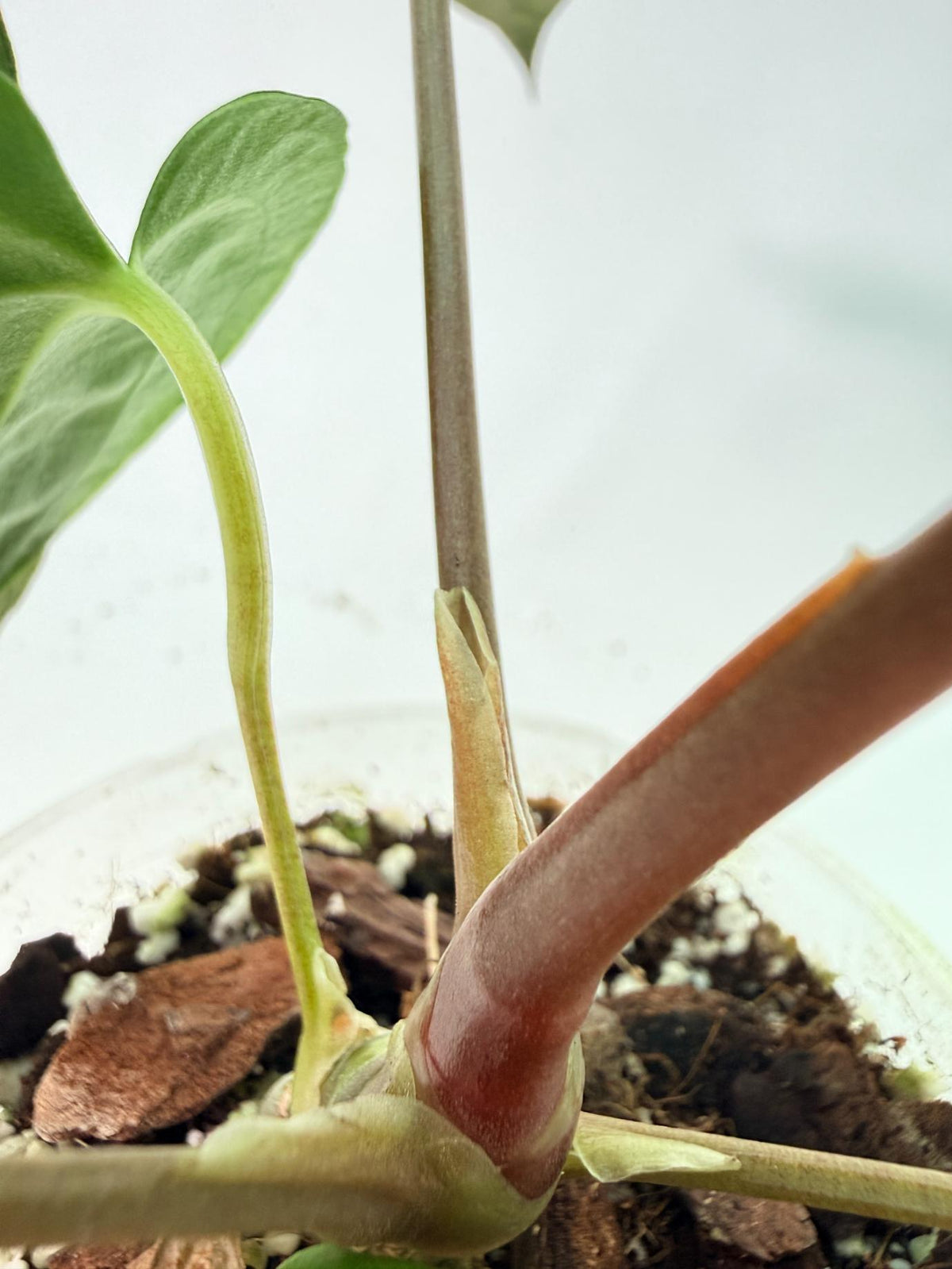 Anthurium Black Magic 04