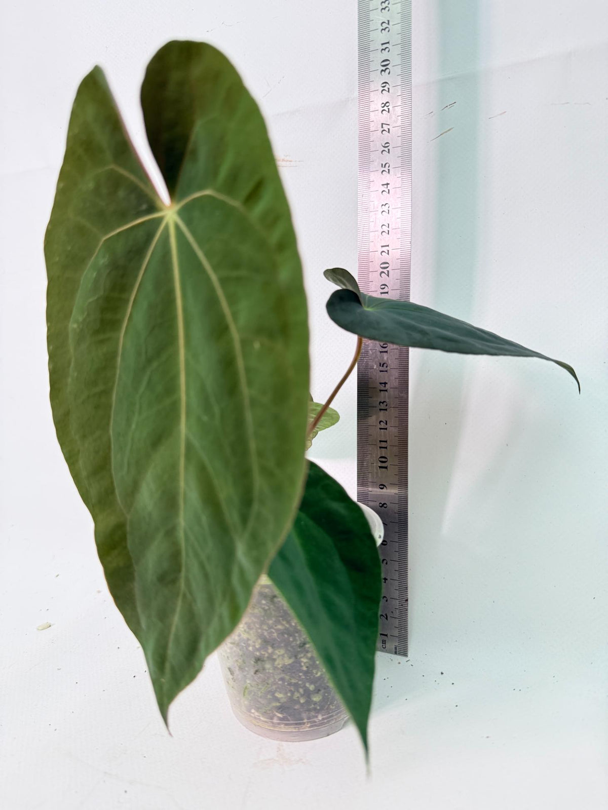 Anthurium Black Magic 12