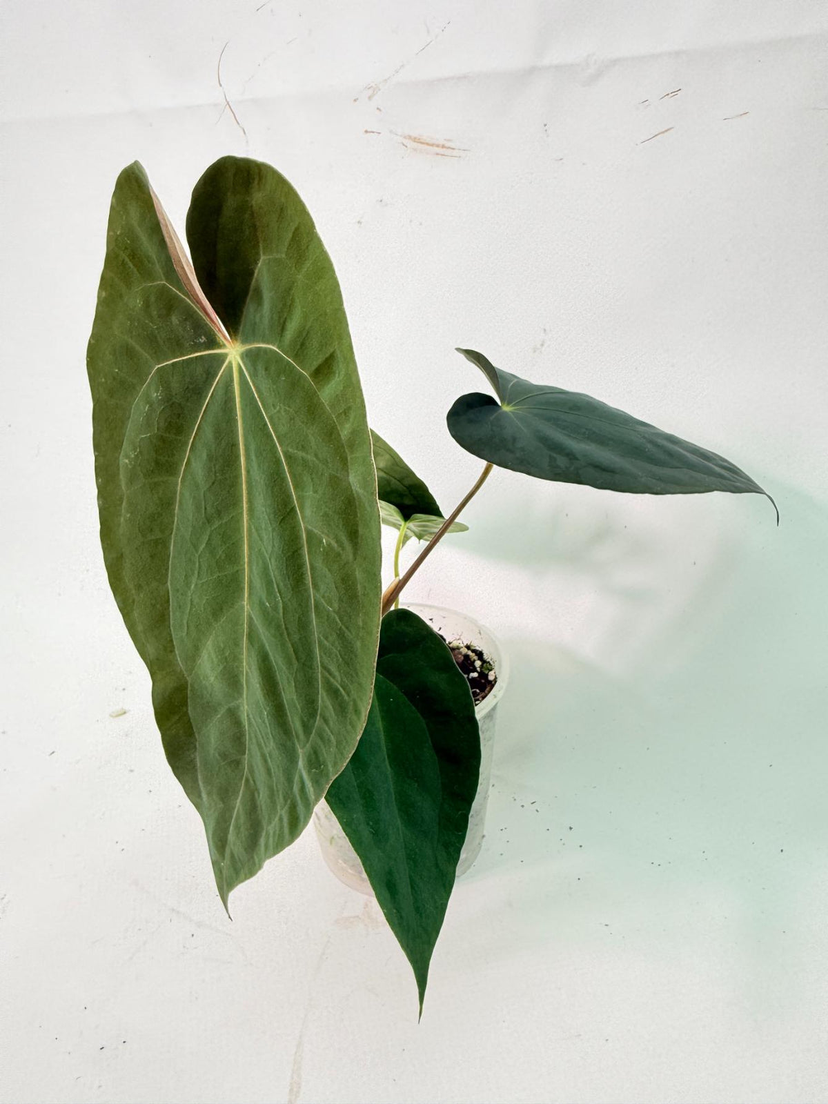 Anthurium Black Magic 10