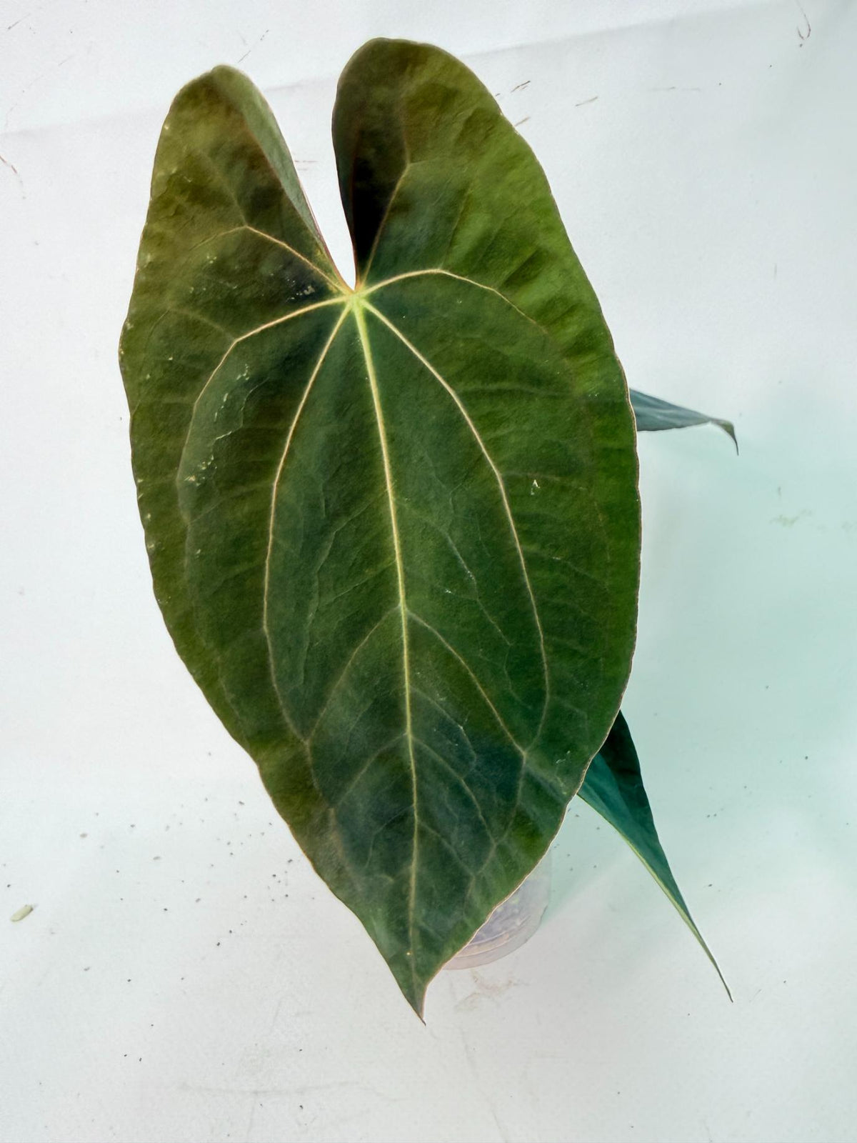 Anthurium Black Magic 05