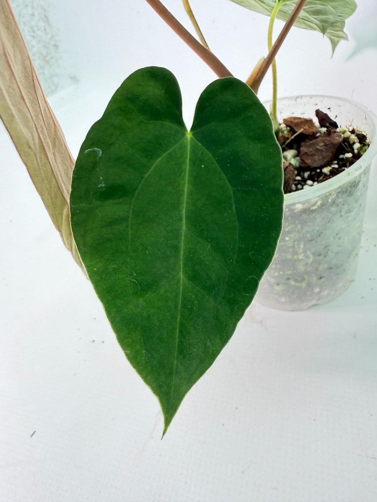 Anthurium Black Magic 06