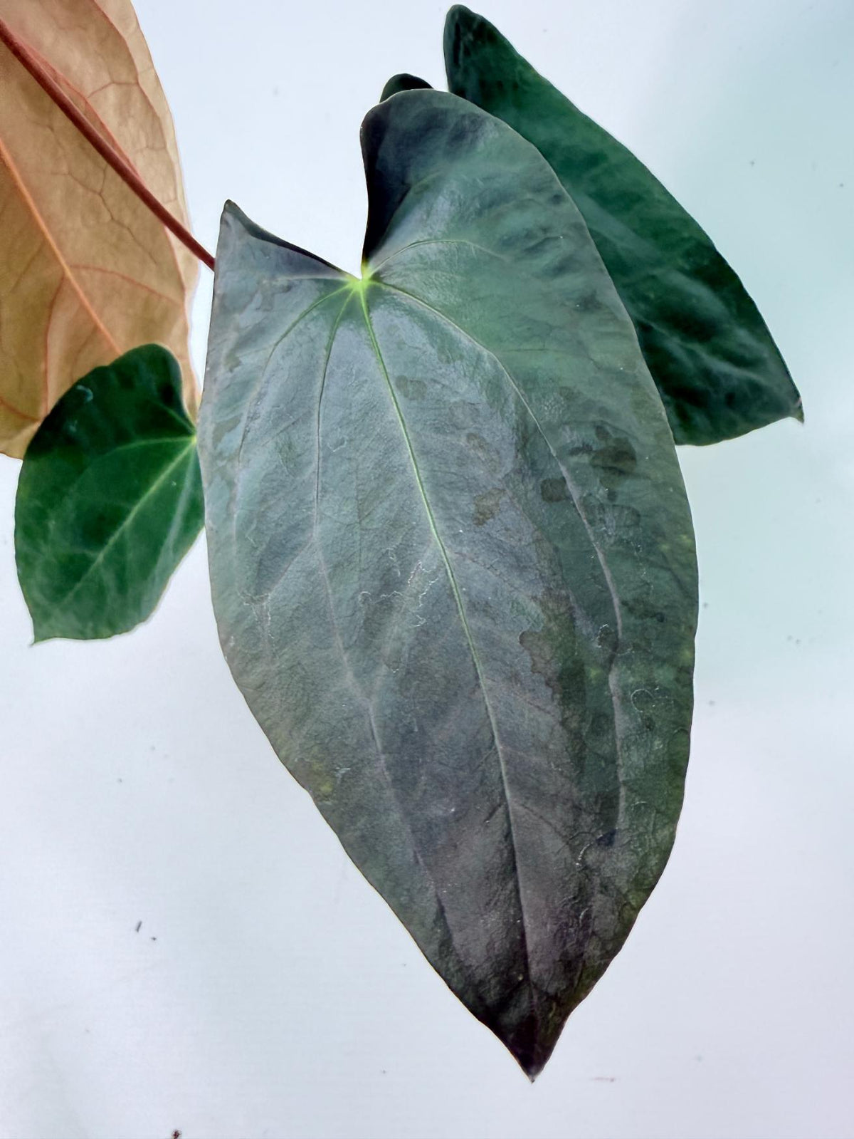 Anthurium Black Magic 07