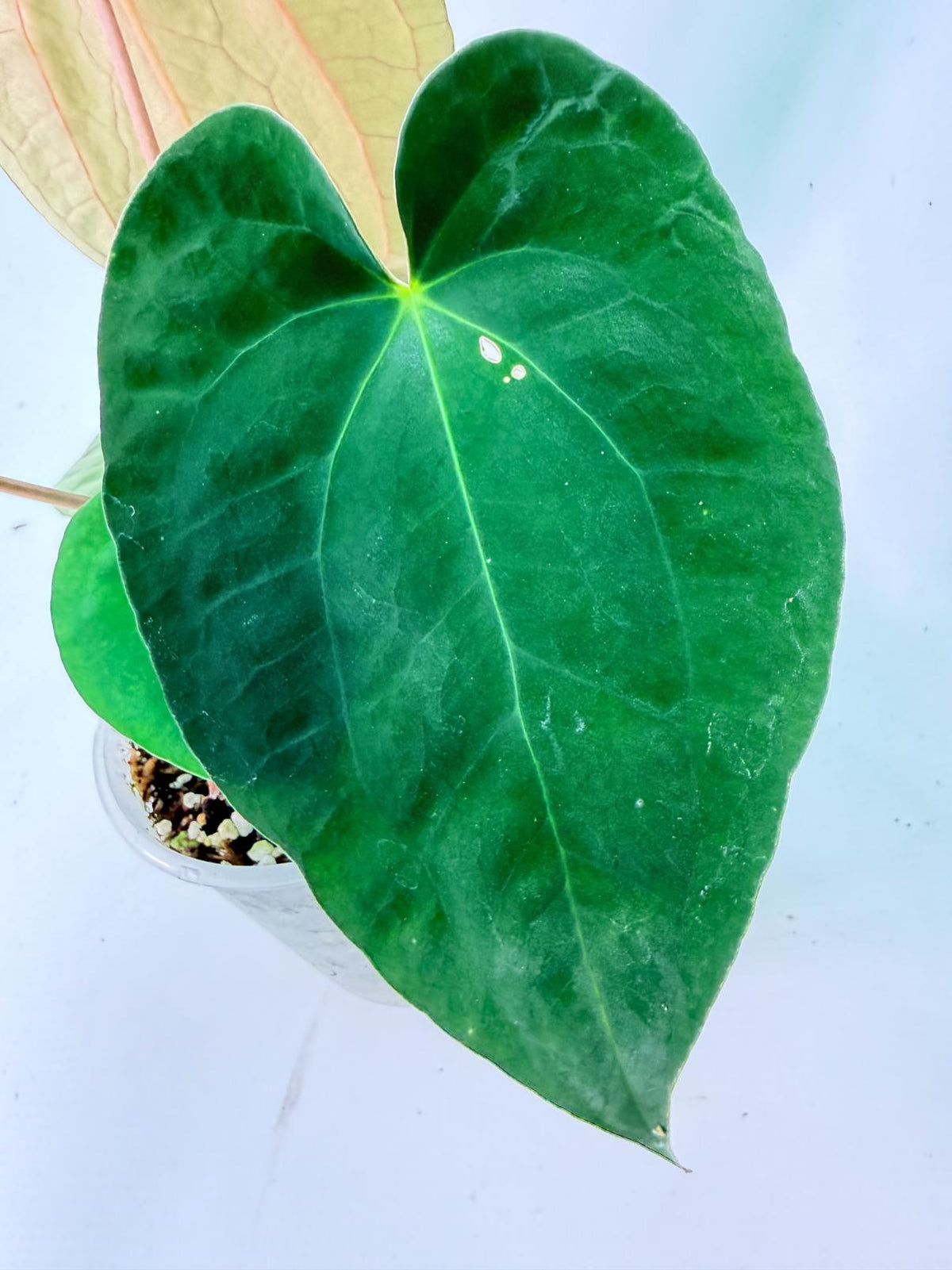 Anthurium Black Magic 08