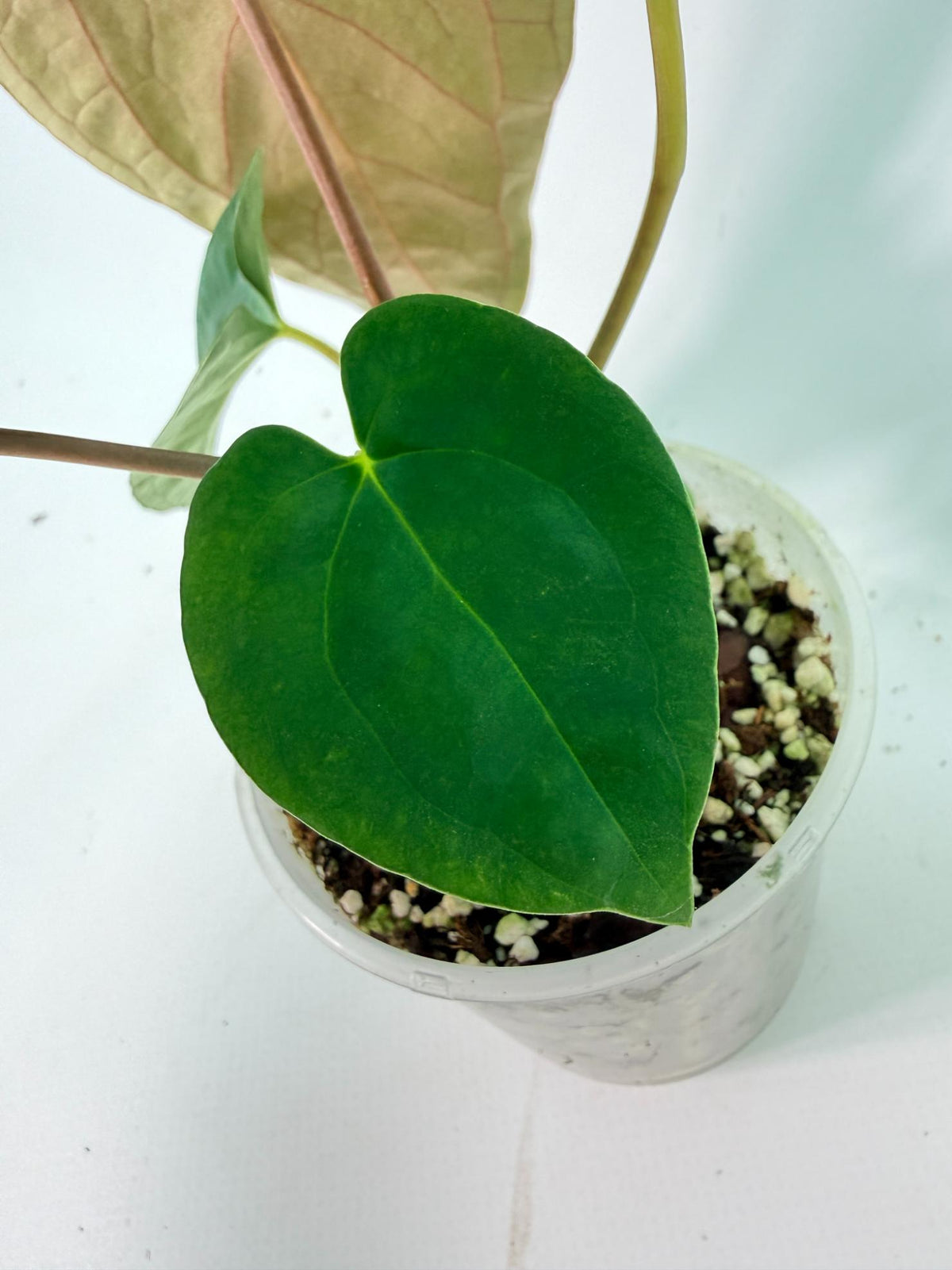 Anthurium Black Magic 09